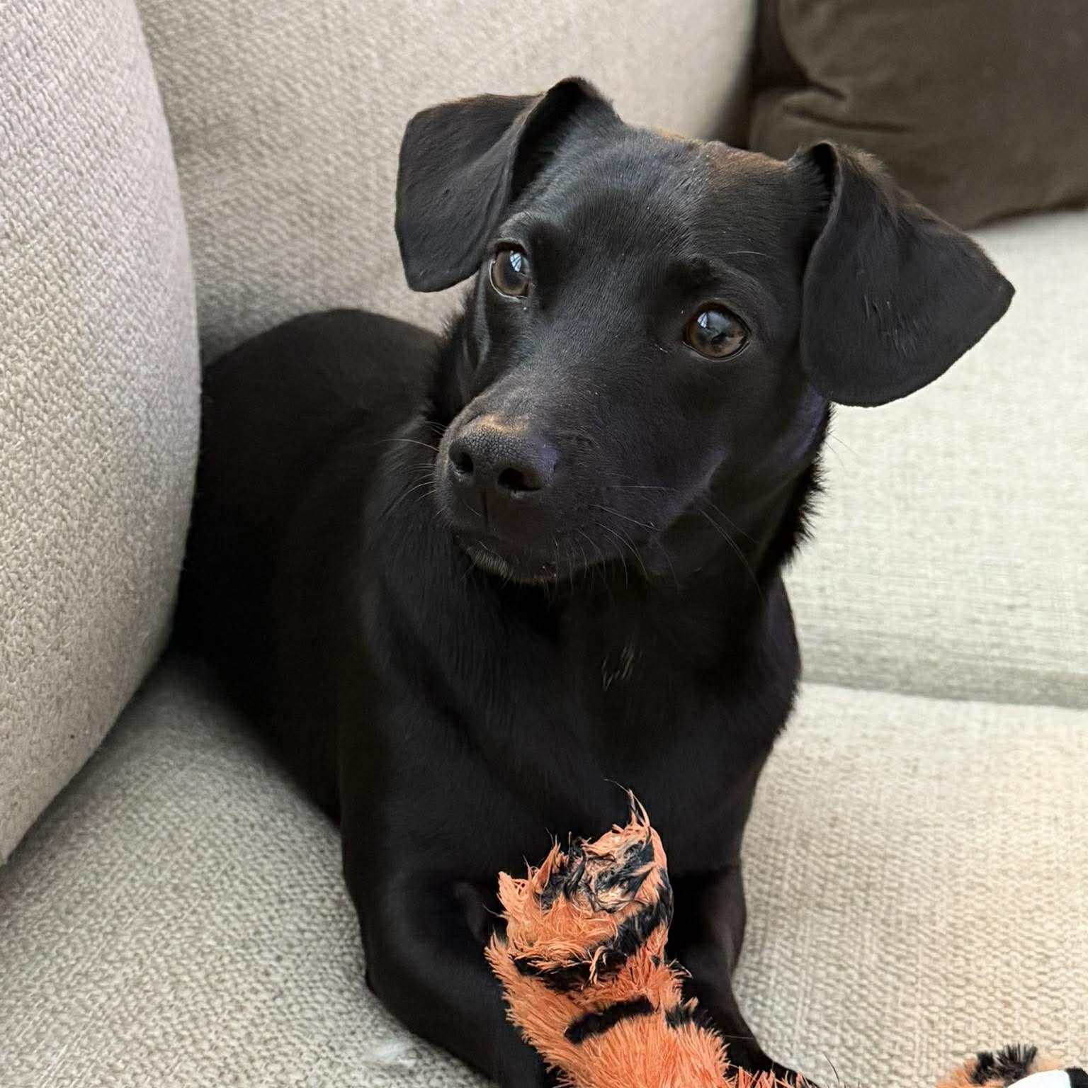 Buster *FOSTER TO ADOPT TRIAL  AVAILABLE*, Adoptable, Young Male Dachshund.