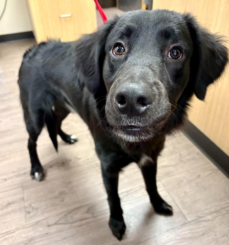 Charlie, Adoptable, Young Male Flat-Coated Retriever & Mixed Breed.