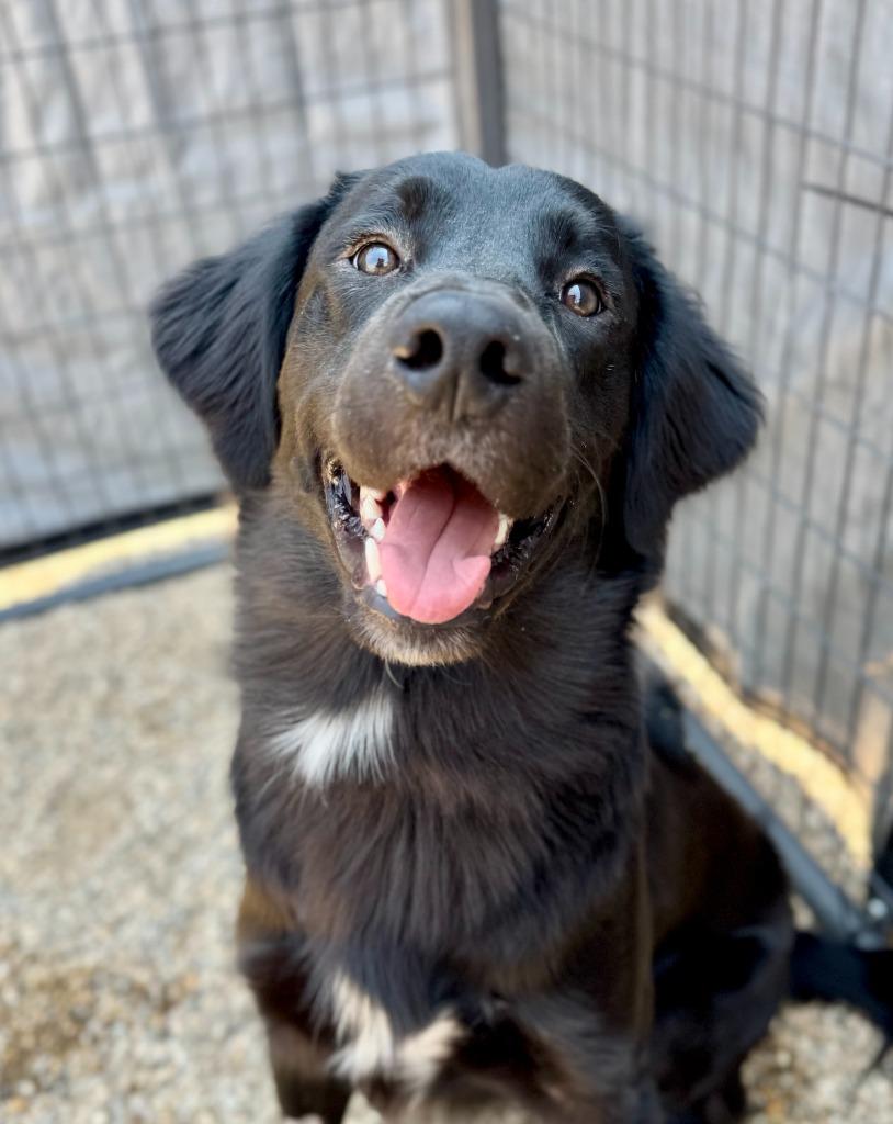 Charlie, a Adoptable mixed breed in Gillette, WY image 2/3