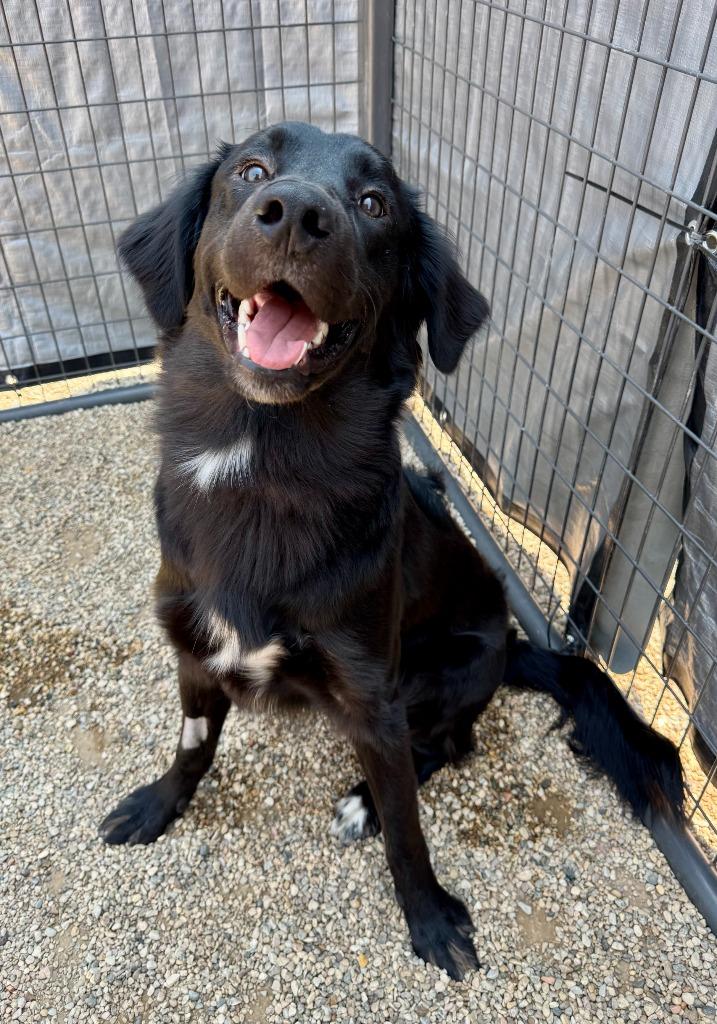 Charlie, a Adoptable mixed breed in Gillette, WY image 3/3