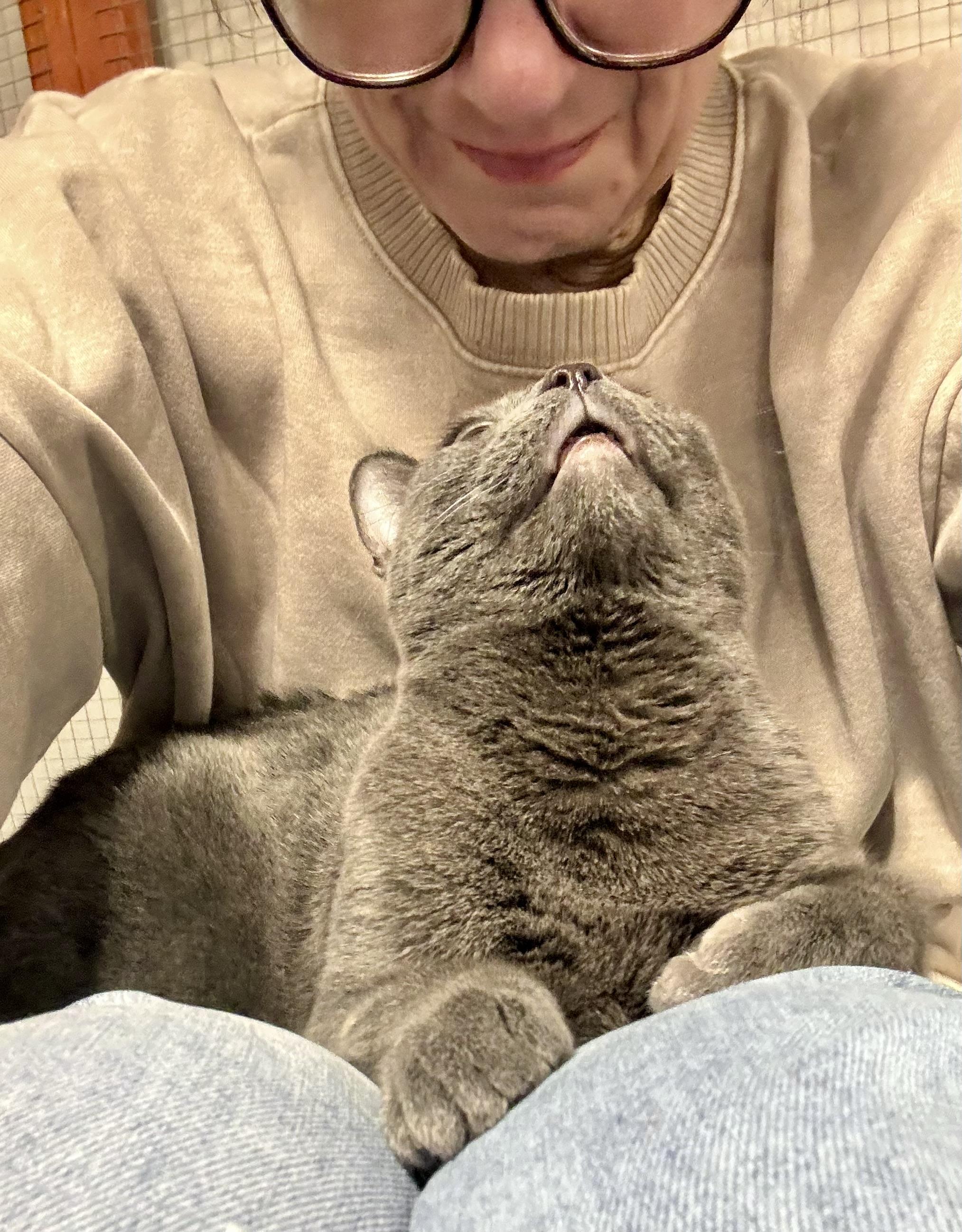 Enlarge Jazzy , a ADOPTABLE Domestic Short Hair in Erie, PA image 3/4