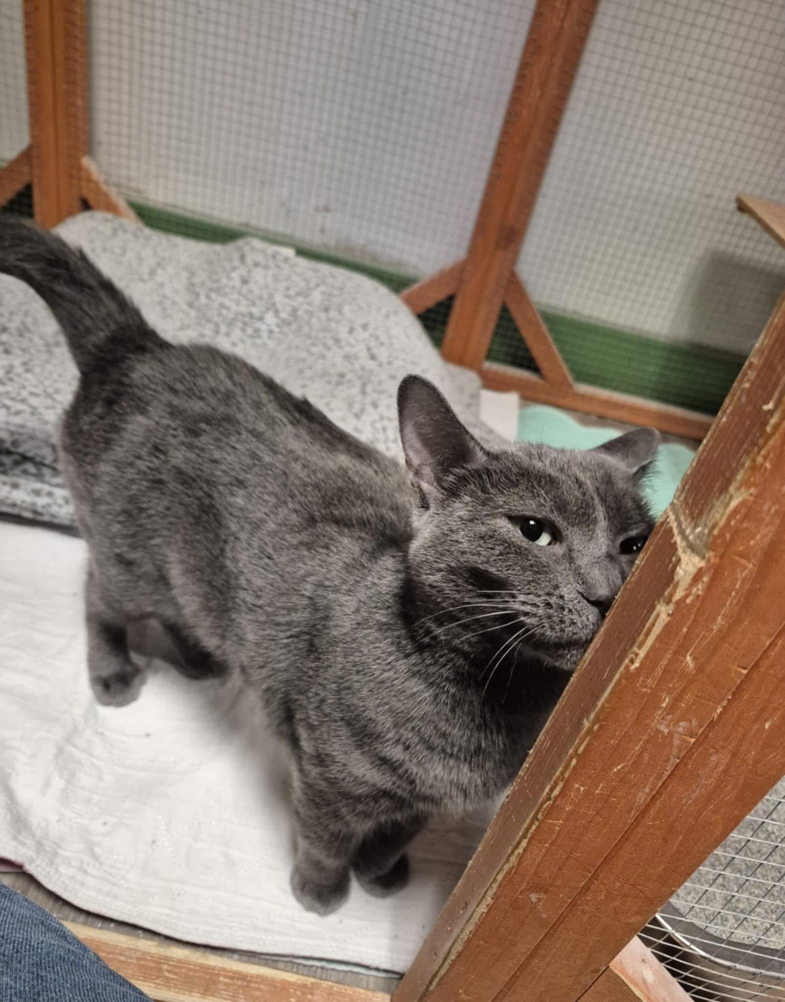 Enlarge Jazzy , a ADOPTABLE Domestic Short Hair in Erie, PA image 4/4