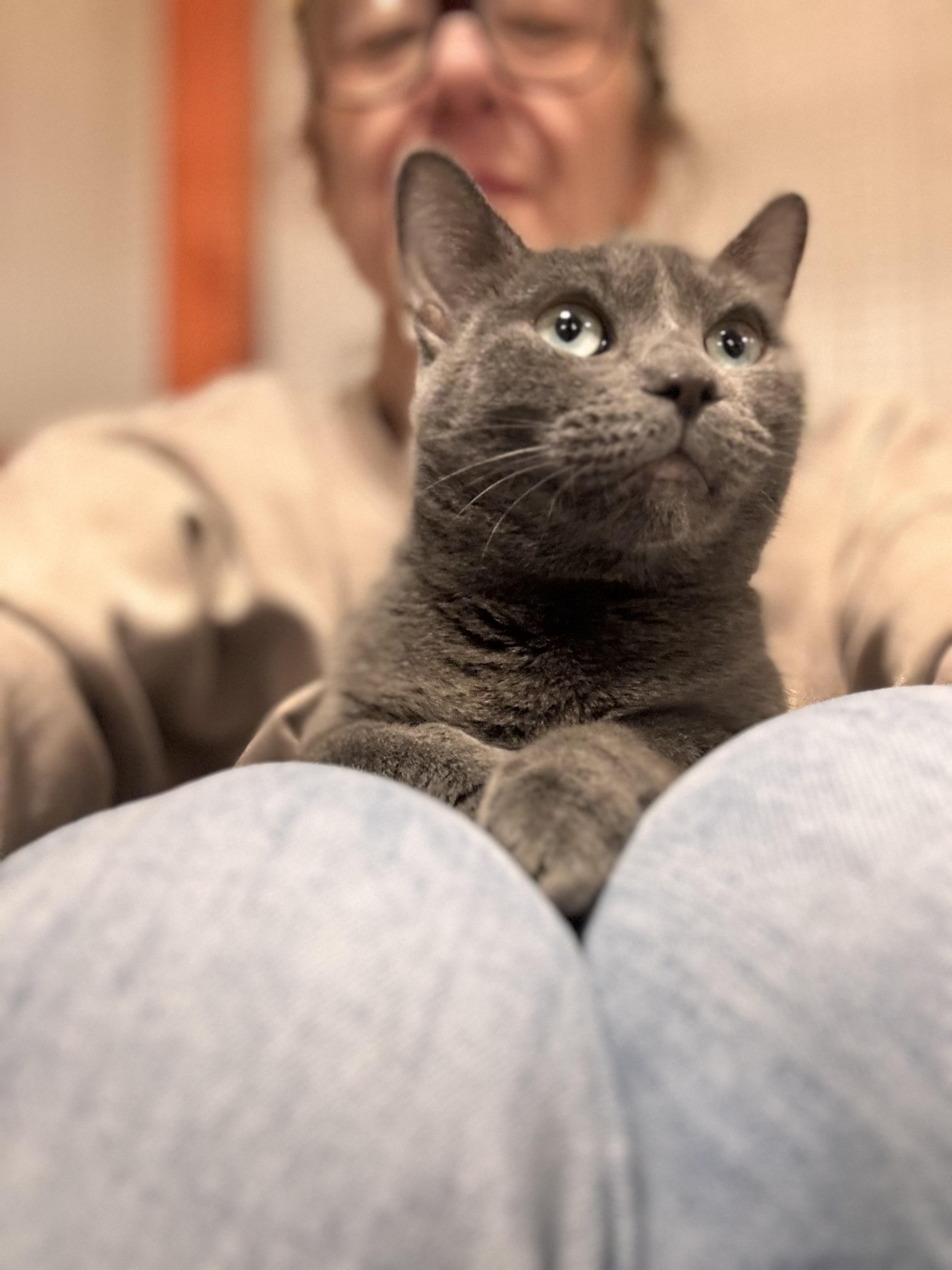 Jazzy , ADOPTABLE, Adult Female Domestic Short Hair.