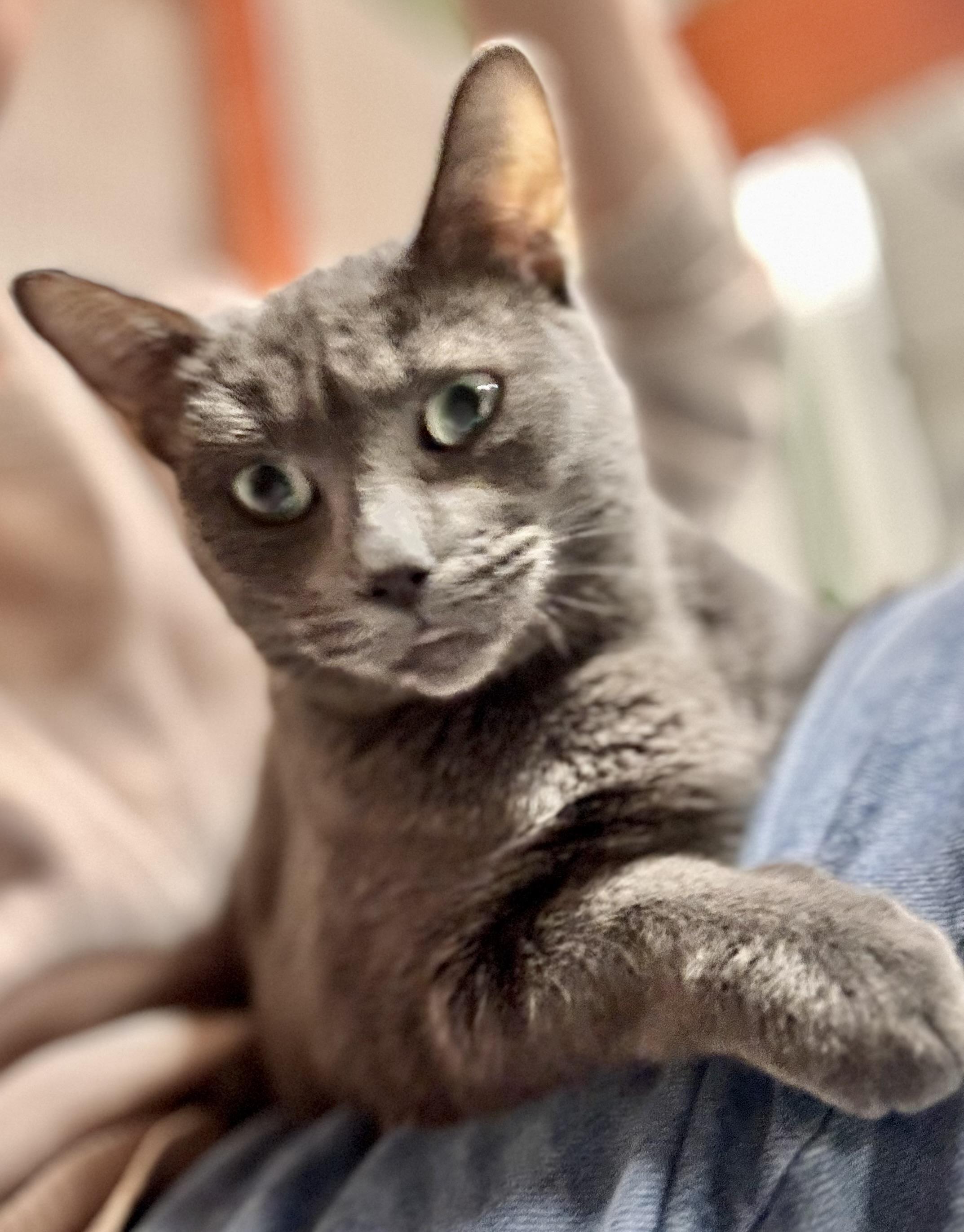 Enlarge Jazzy , a ADOPTABLE Domestic Short Hair in Erie, PA image 2/4