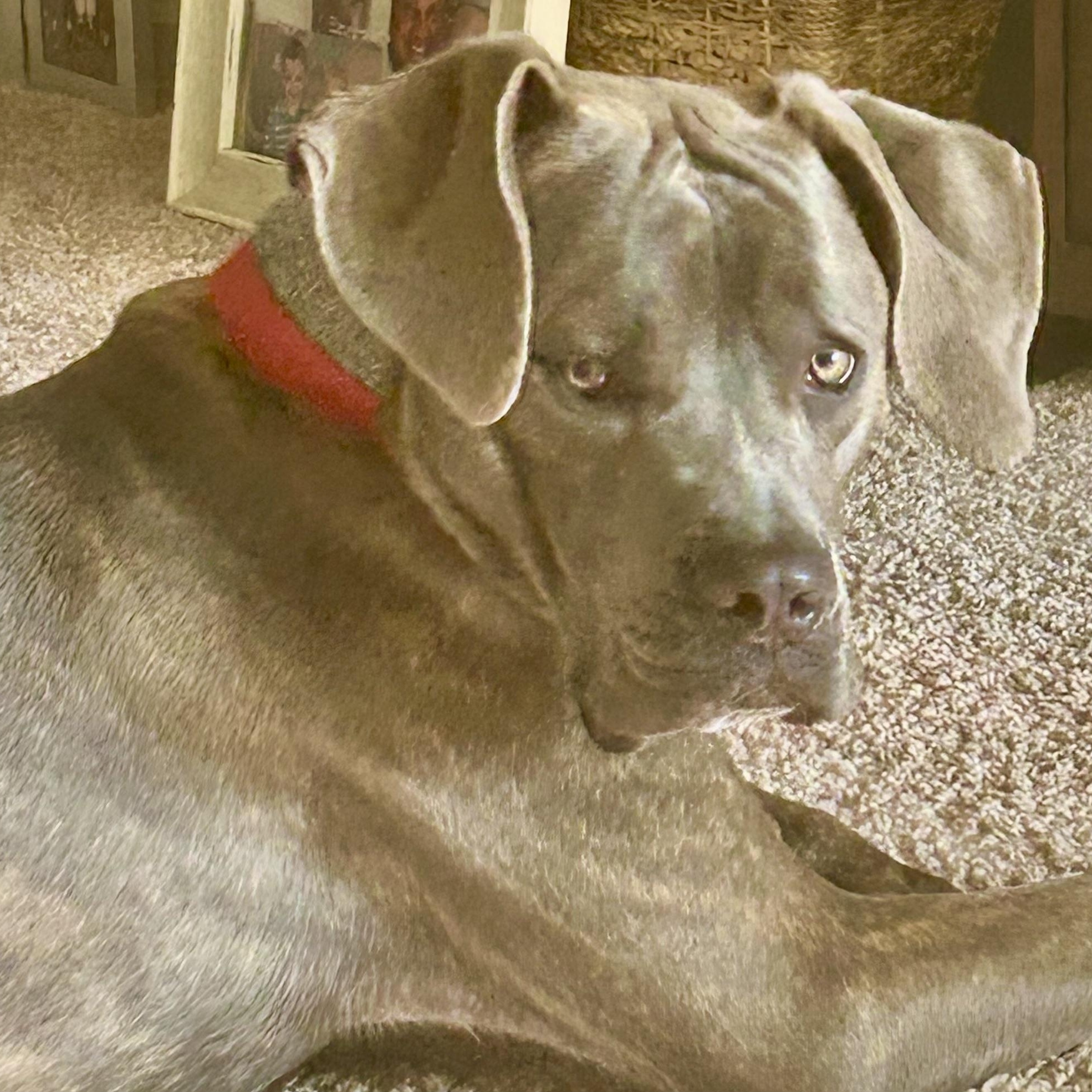 BALOO photo 3