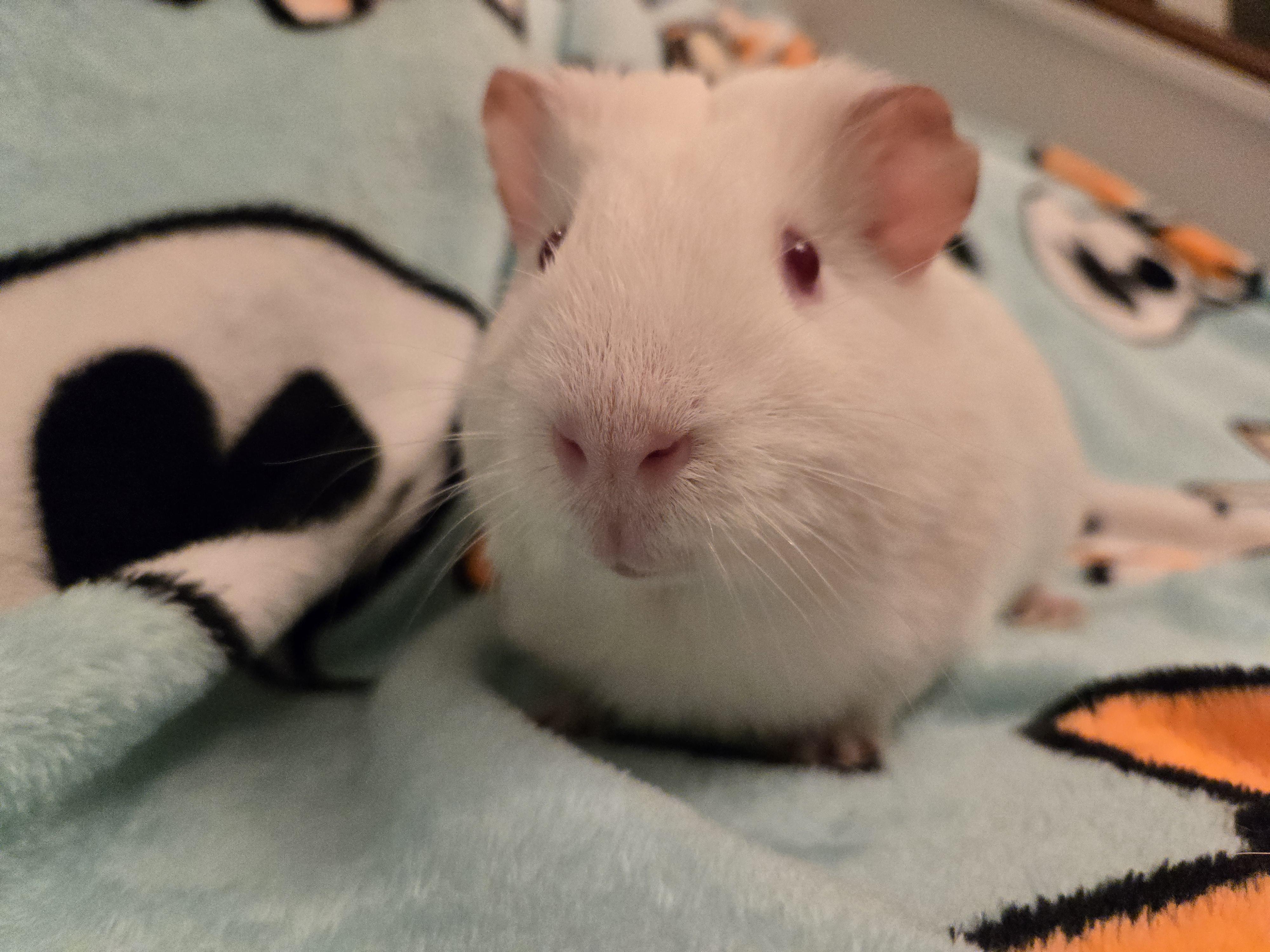 Bentley, Adopted, Adult Male Short-Haired.