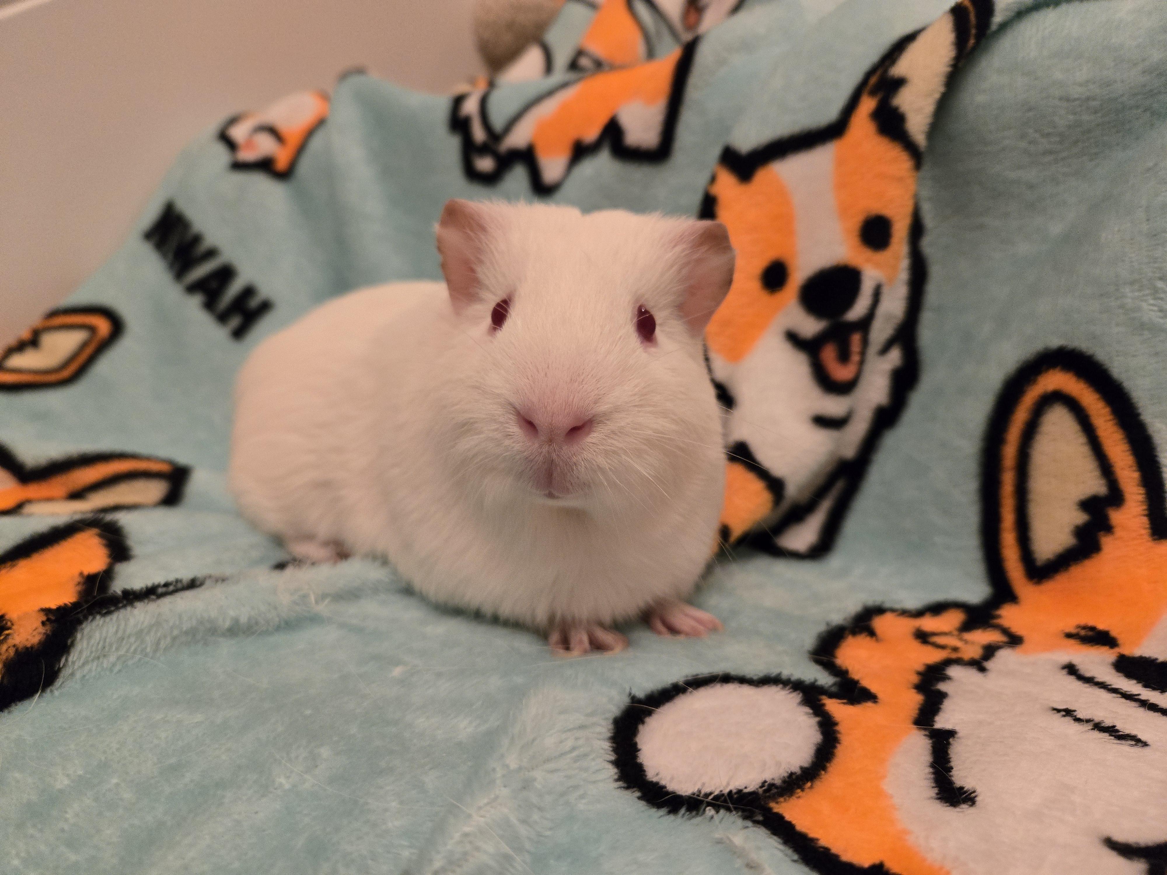 Enlarge Bentley, a Adopted Short-Haired in Bothell, WA image 2/2