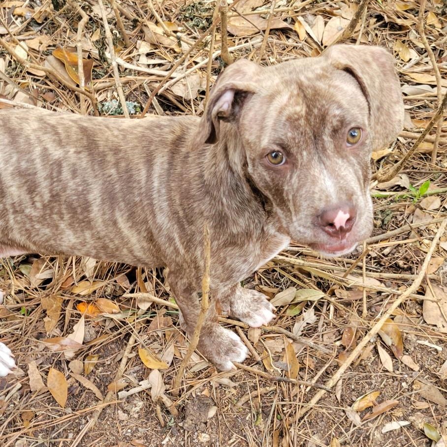 Oakley, ADOPTABLE, Puppy Male Catahoula Leopard Dog.