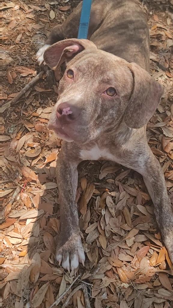 Enlarge Oakley, a ADOPTABLE mixed breed in Savannah, GA image 2/2
