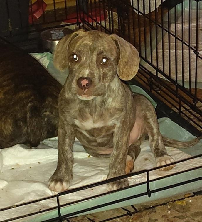 Oakley, ADOPTABLE, Puppy Male Catahoula Leopard Dog.