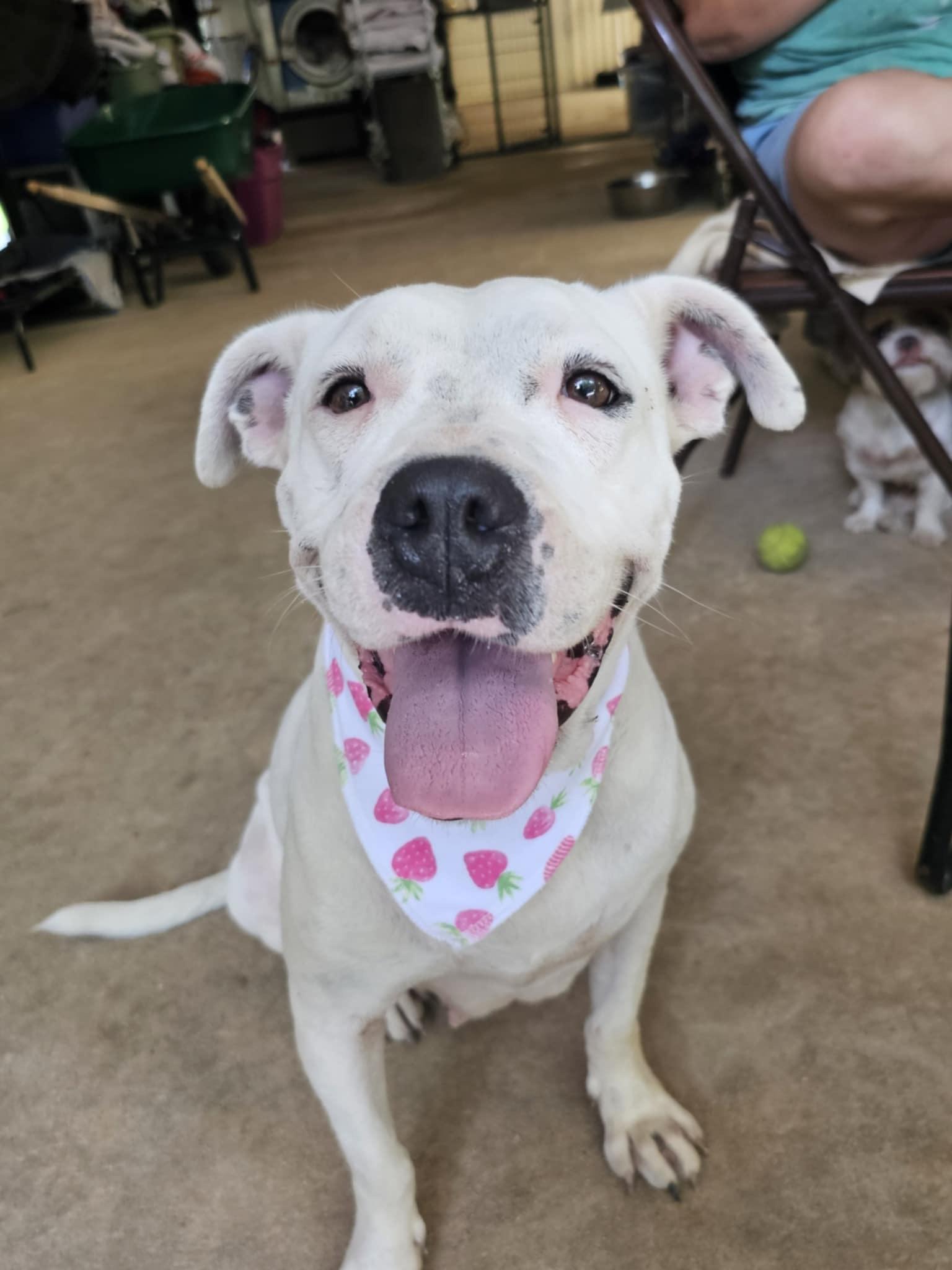 Shiloh (Available in Florida)