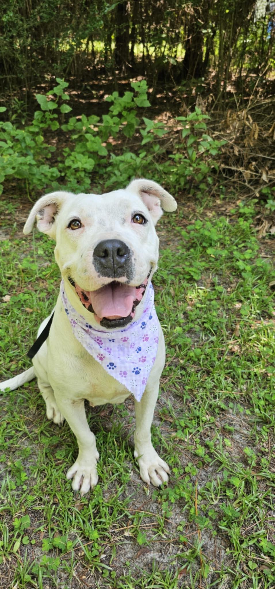 Shiloh (Available in Florida)