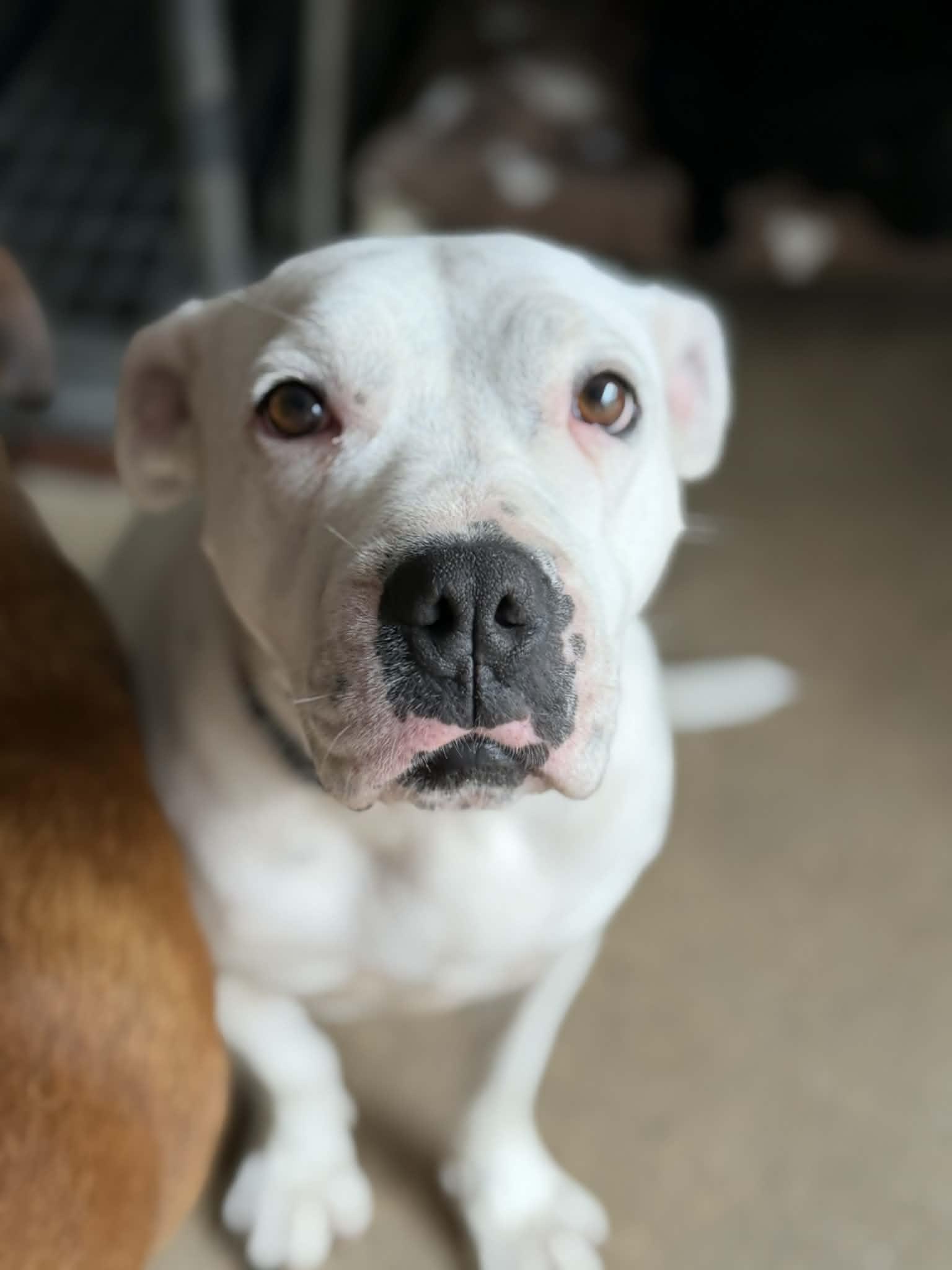 Enlarge Shiloh (Available in Florida), a Adoptable mixed breed in BONIFAY, FL image 1/6