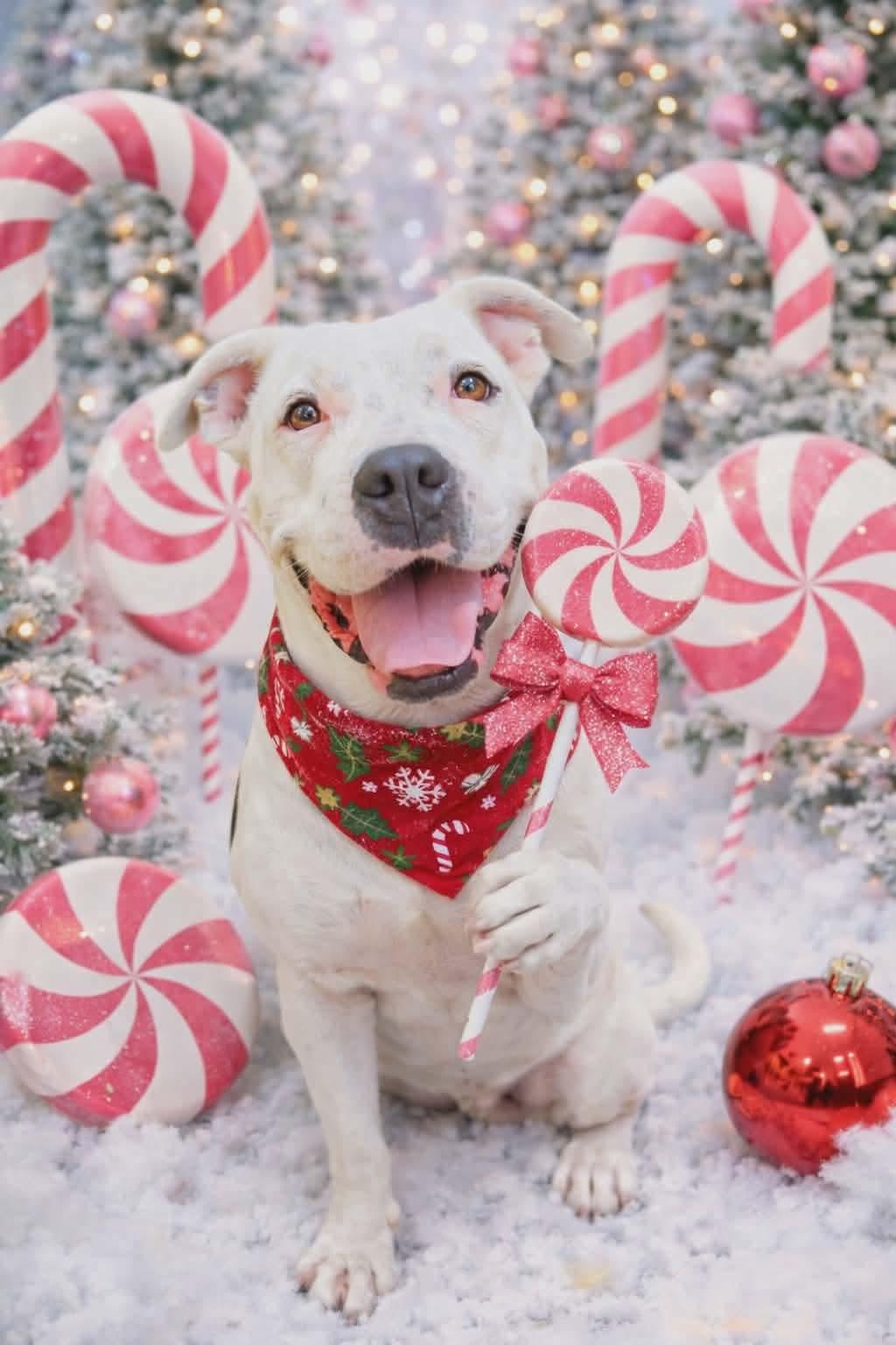 Enlarge Shiloh (Available in Florida), a Adoptable mixed breed in BONIFAY, FL image 1/6