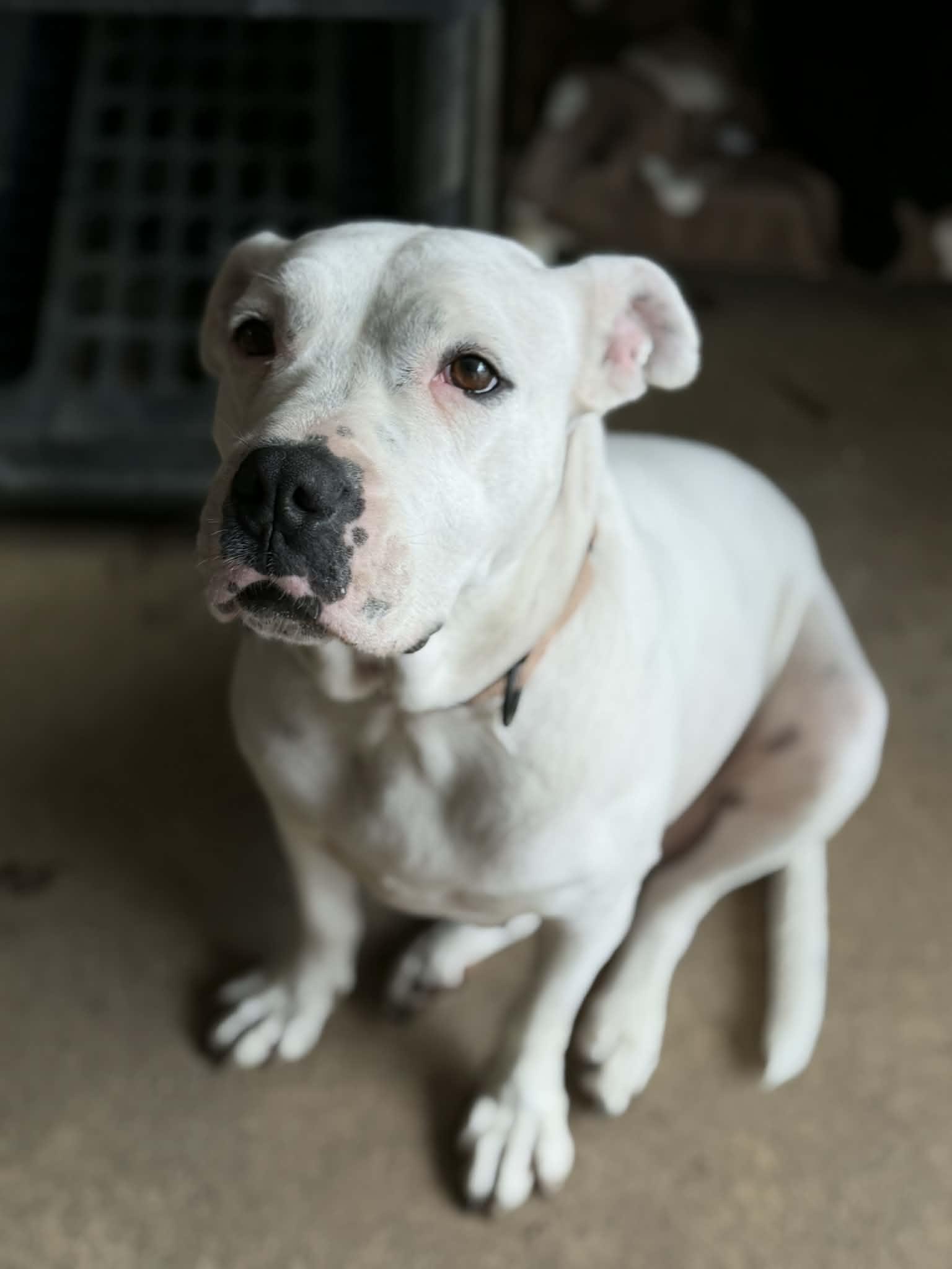 Enlarge Shiloh (Available in Florida), a Adoptable mixed breed in BONIFAY, FL image 6/6