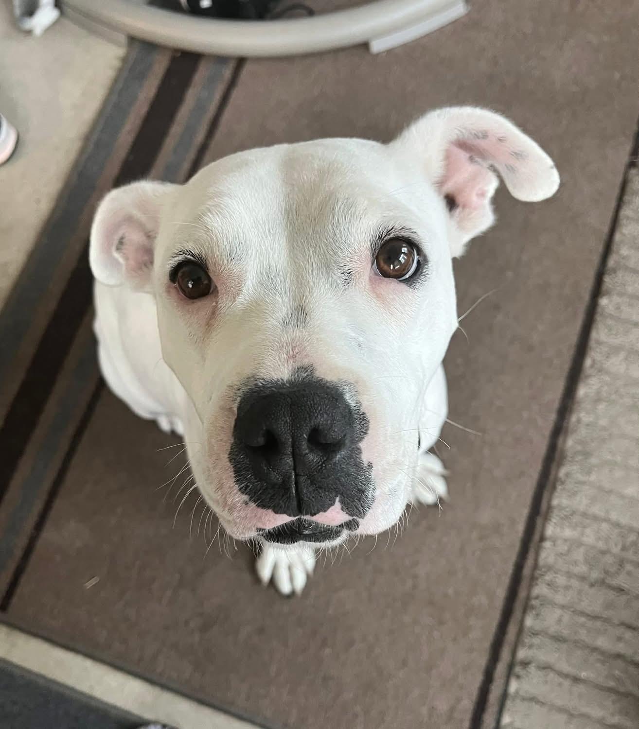 Shiloh (Available in Florida), Adult Female Bulldog