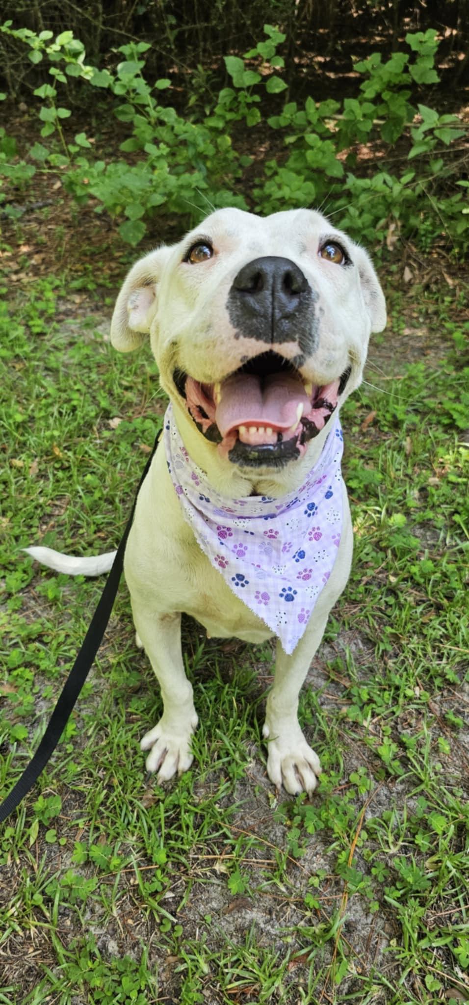 Shiloh (Available in Florida)