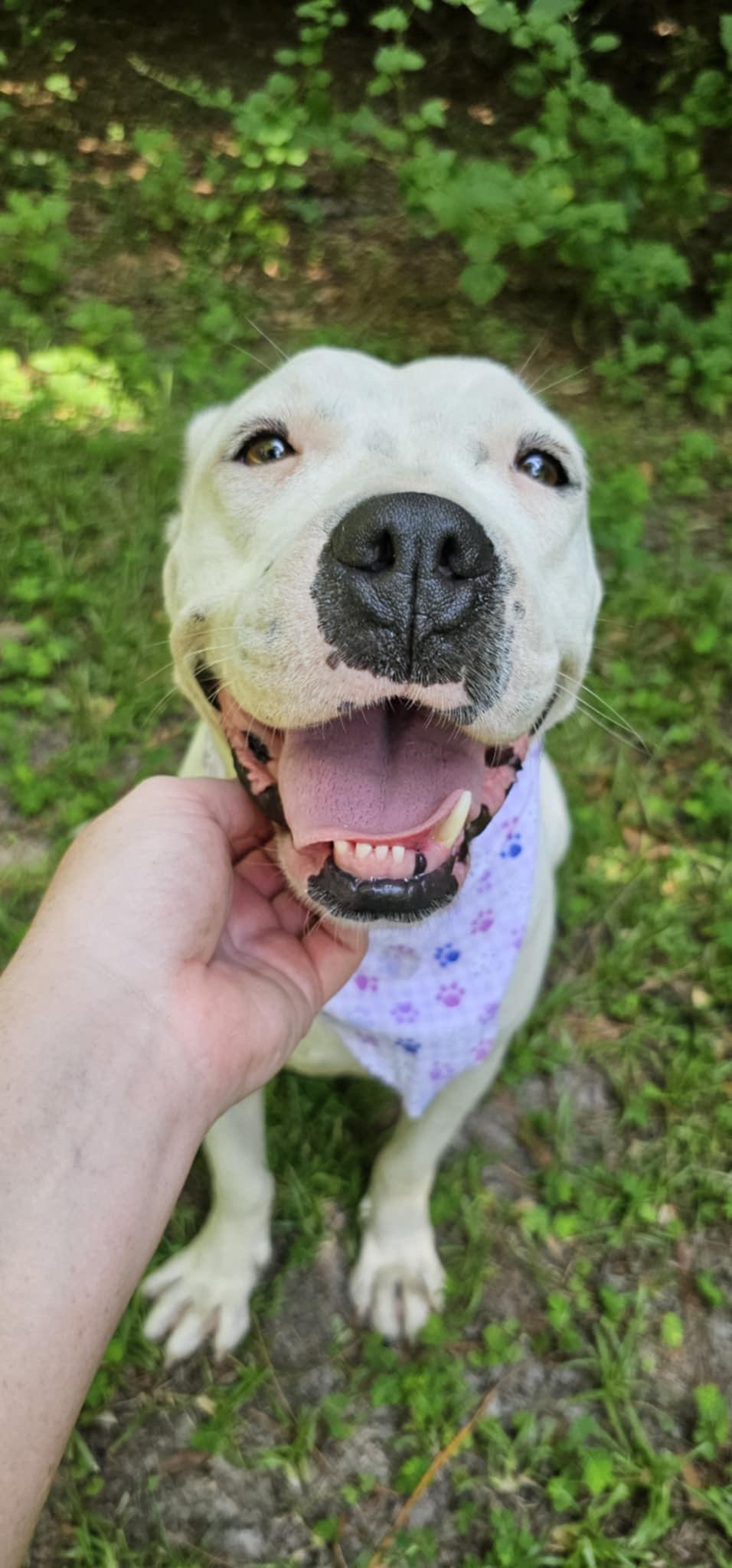 Shiloh (Available in Florida) 4