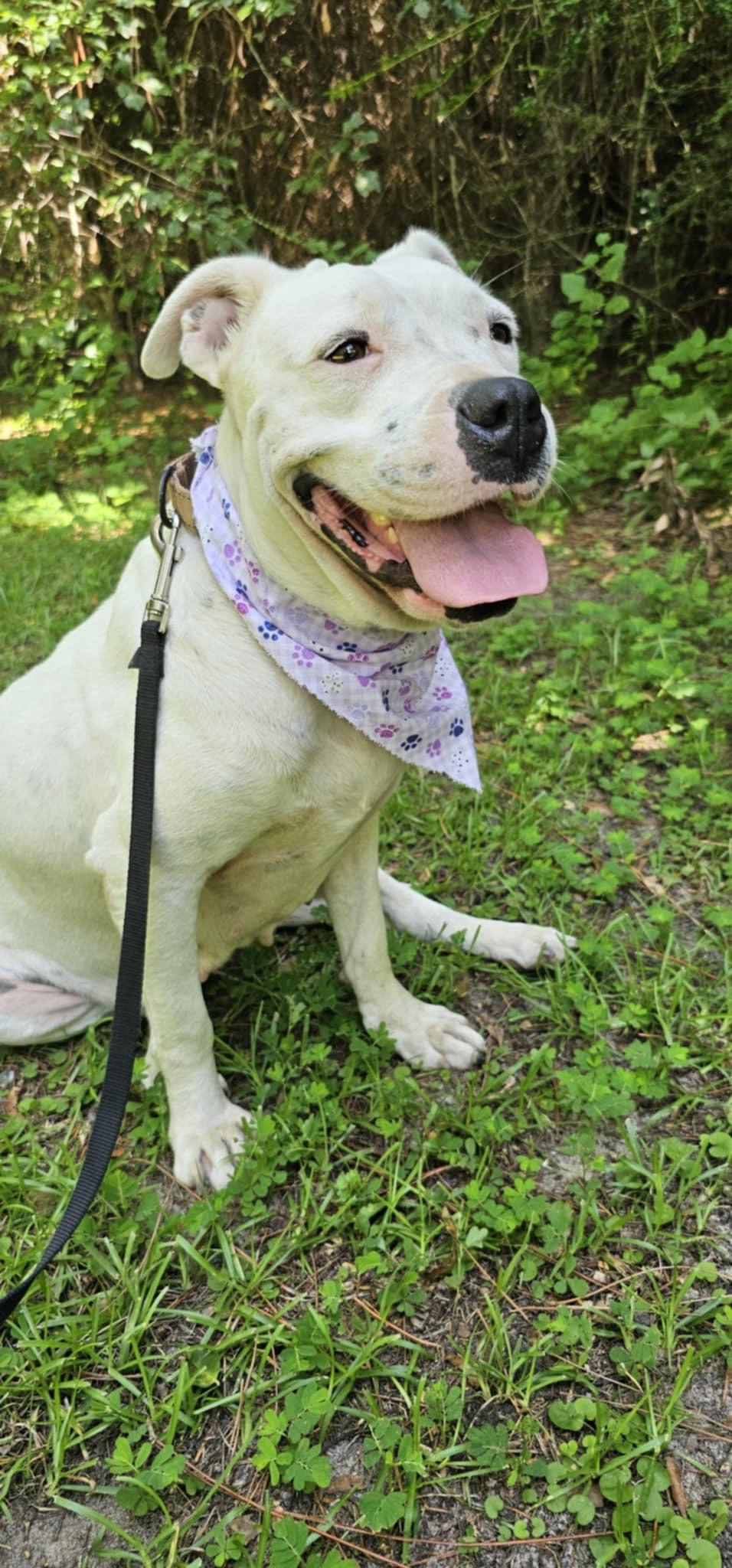 Shiloh (Available in Florida)