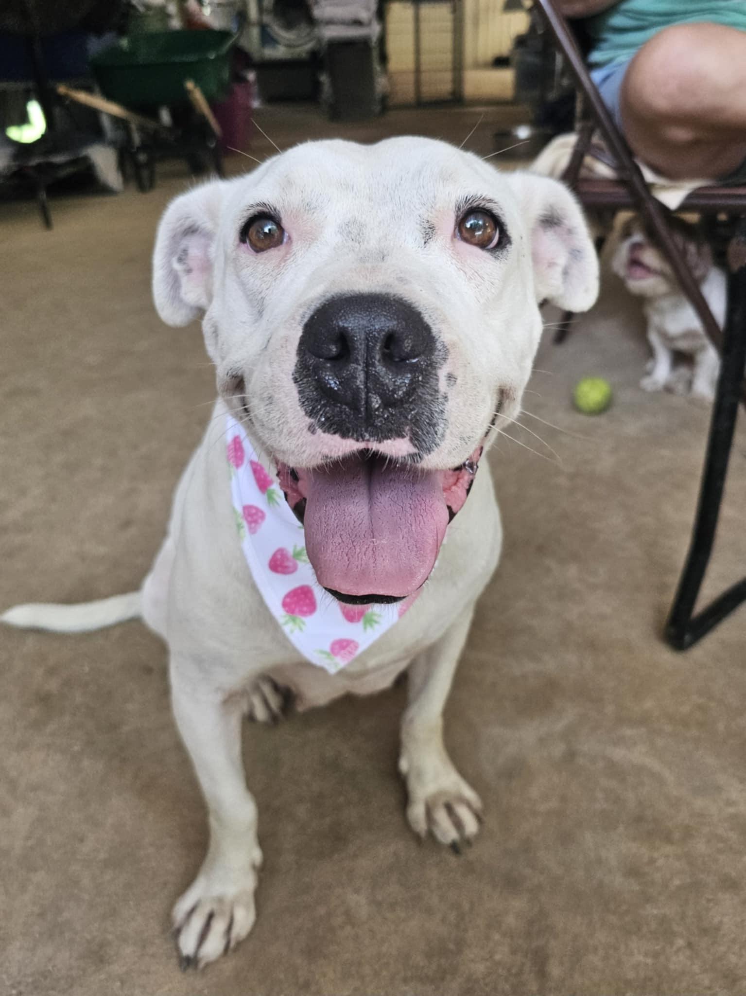 Shiloh (Available in Florida)