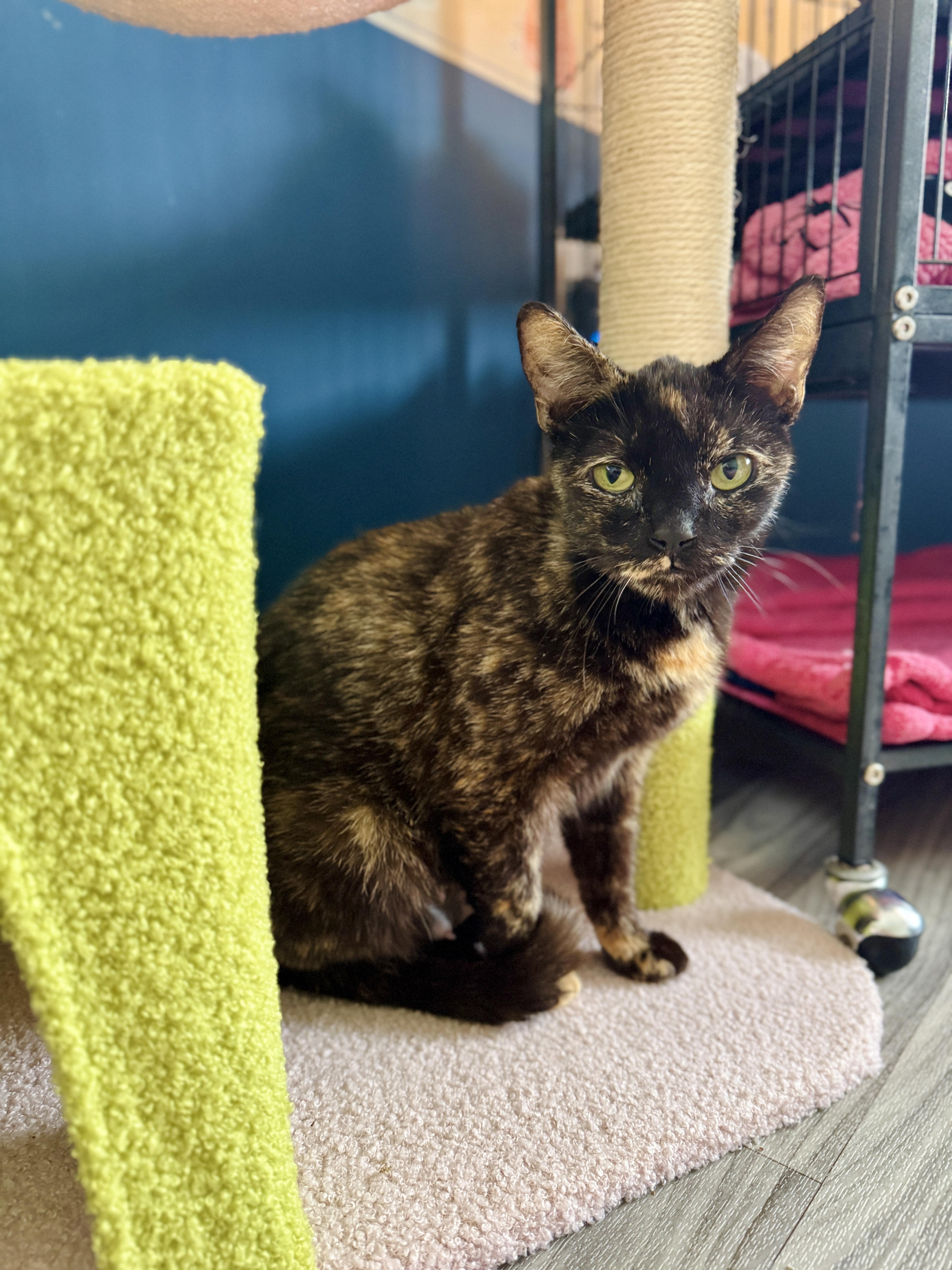 Laurel, a Adopted Domestic Short Hair in Arverne, NY image 3/4