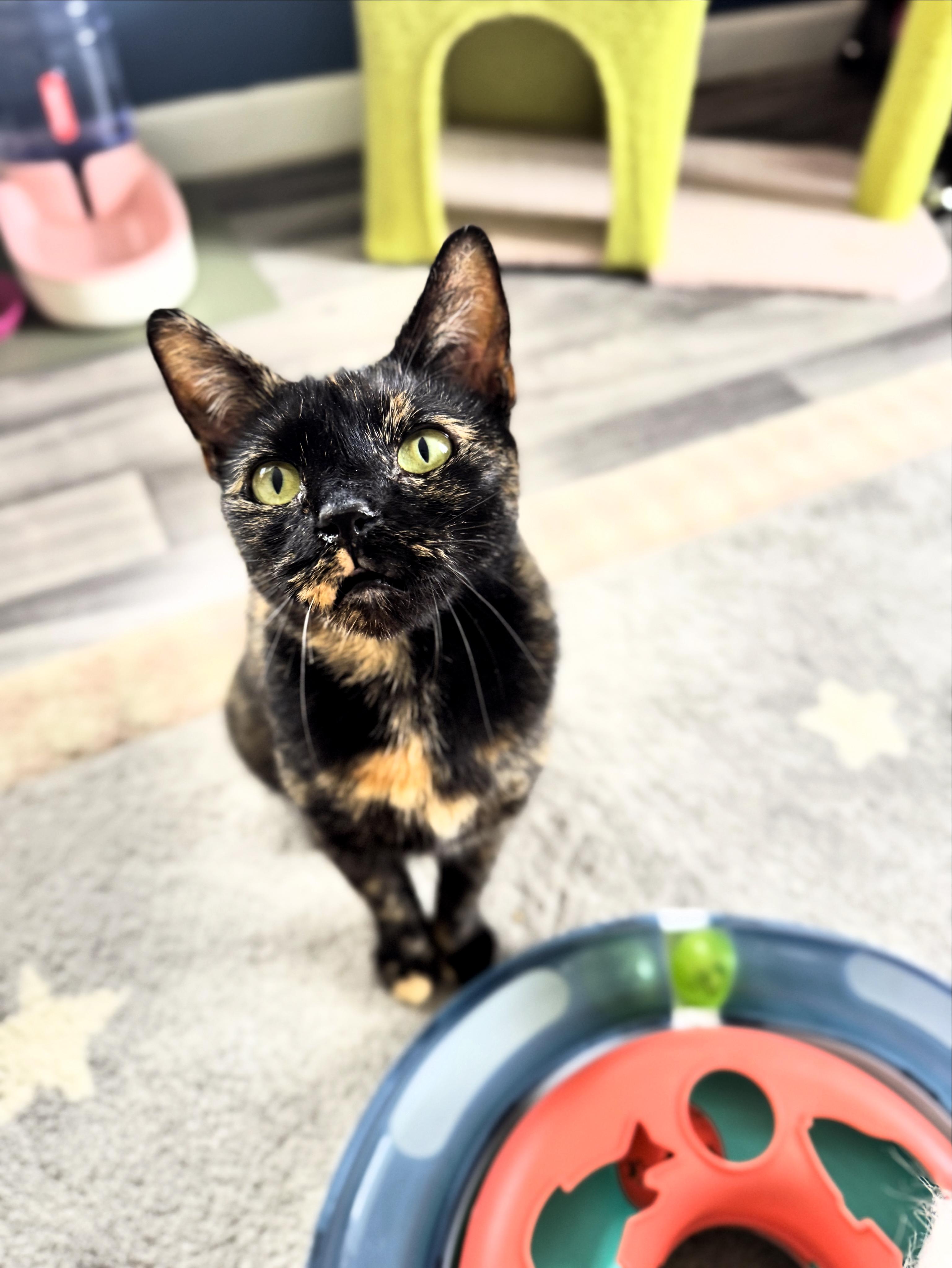 Laurel, a Adopted Domestic Short Hair in Arverne, NY image 1/4