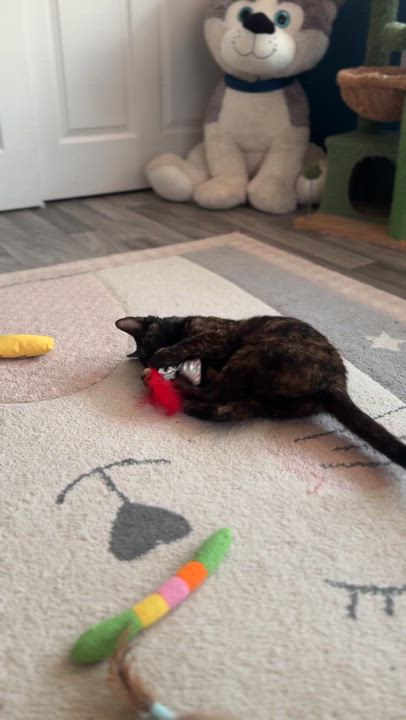 Enlarge Laurel, a Adopted Domestic Short Hair in Arverne, NY video 2/4