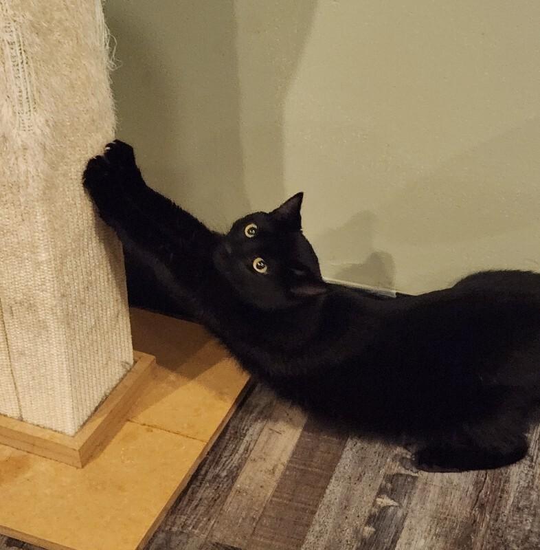 Enlarge Piper, a Adoptable Domestic Short Hair in Grand Rapids, MI image 3/4