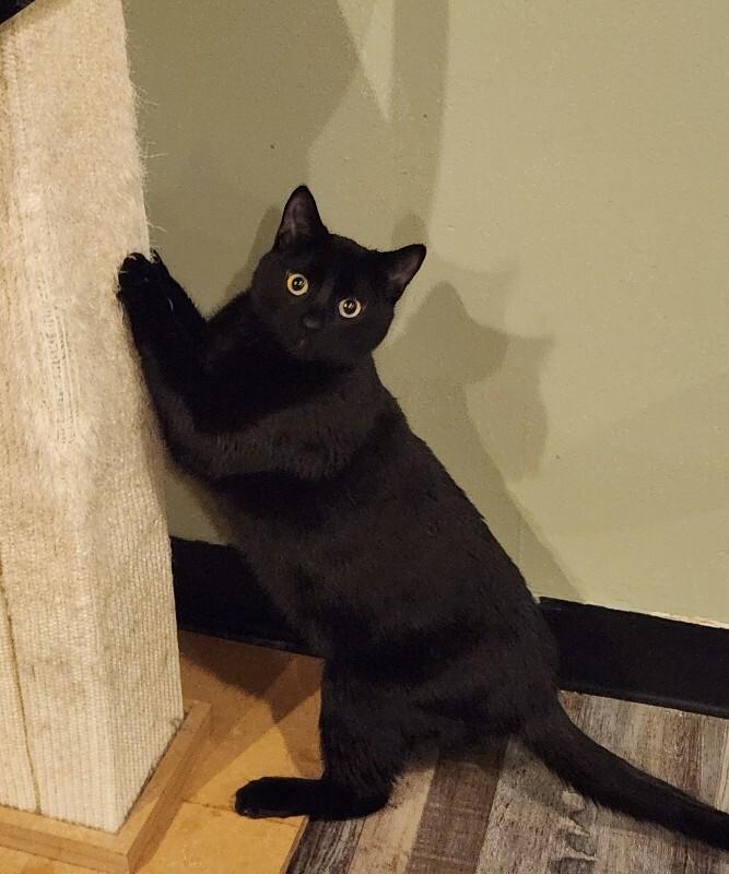 Enlarge Piper, a Adoptable Domestic Short Hair in Grand Rapids, MI image 4/4