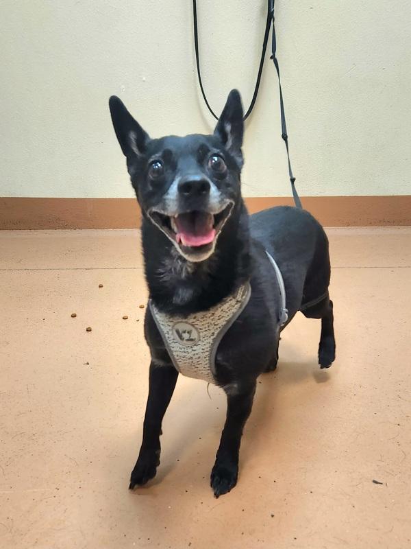 Enlarge Trip, a Adoptable mixed breed in Kennewick, WA image 1/1