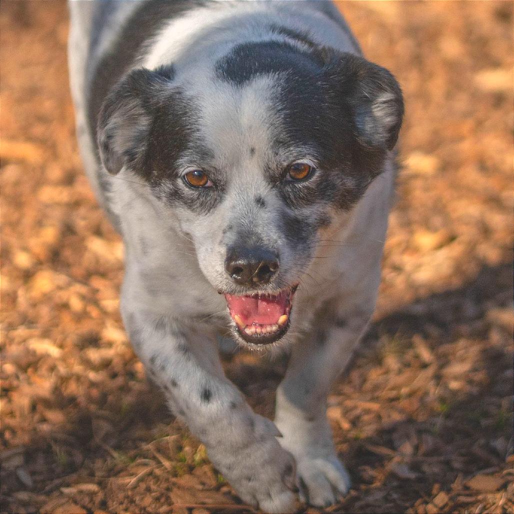 Dwight — thumbnail 2