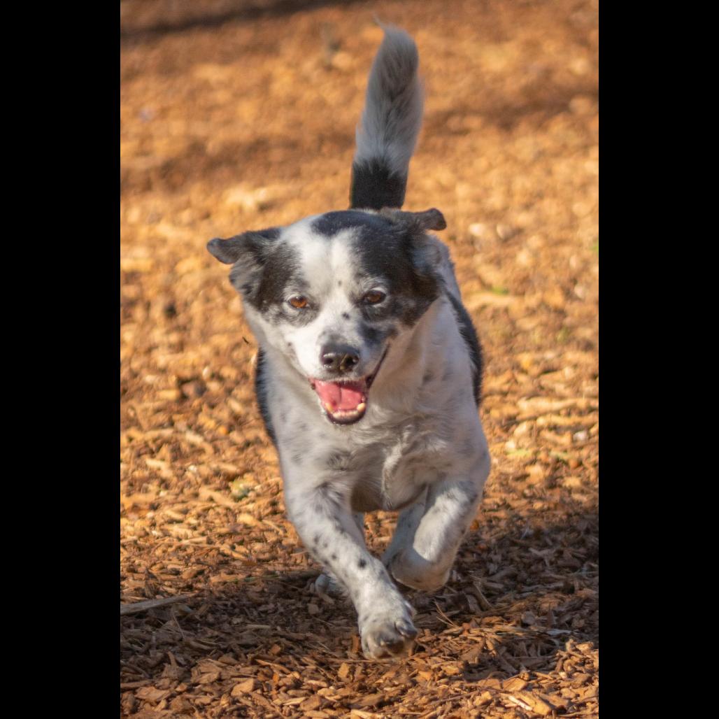 Dwight — thumbnail 3