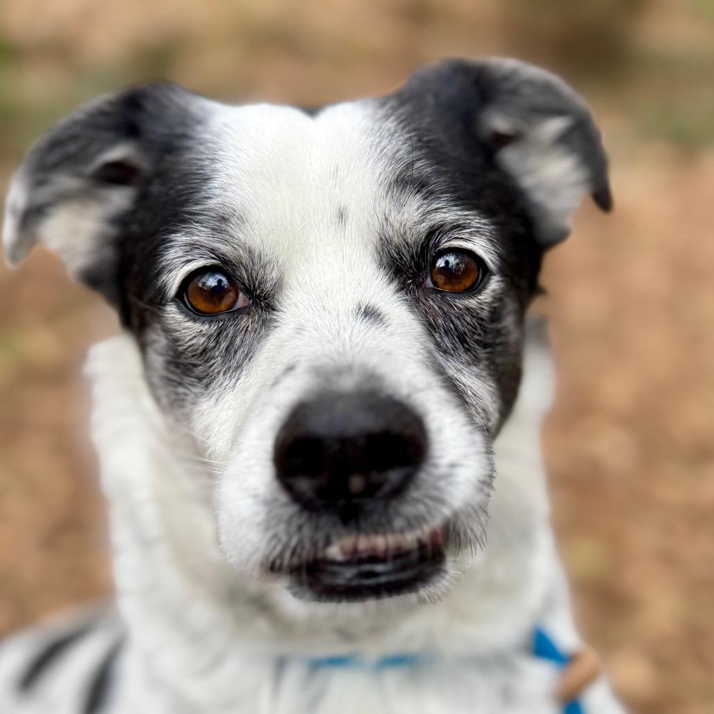 Dwight — thumbnail 4