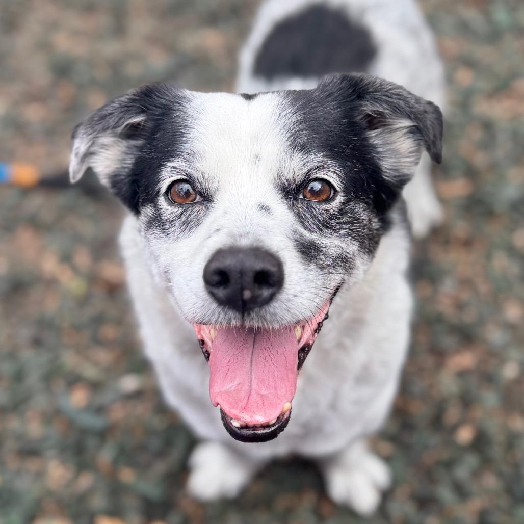 Dwight — thumbnail 5