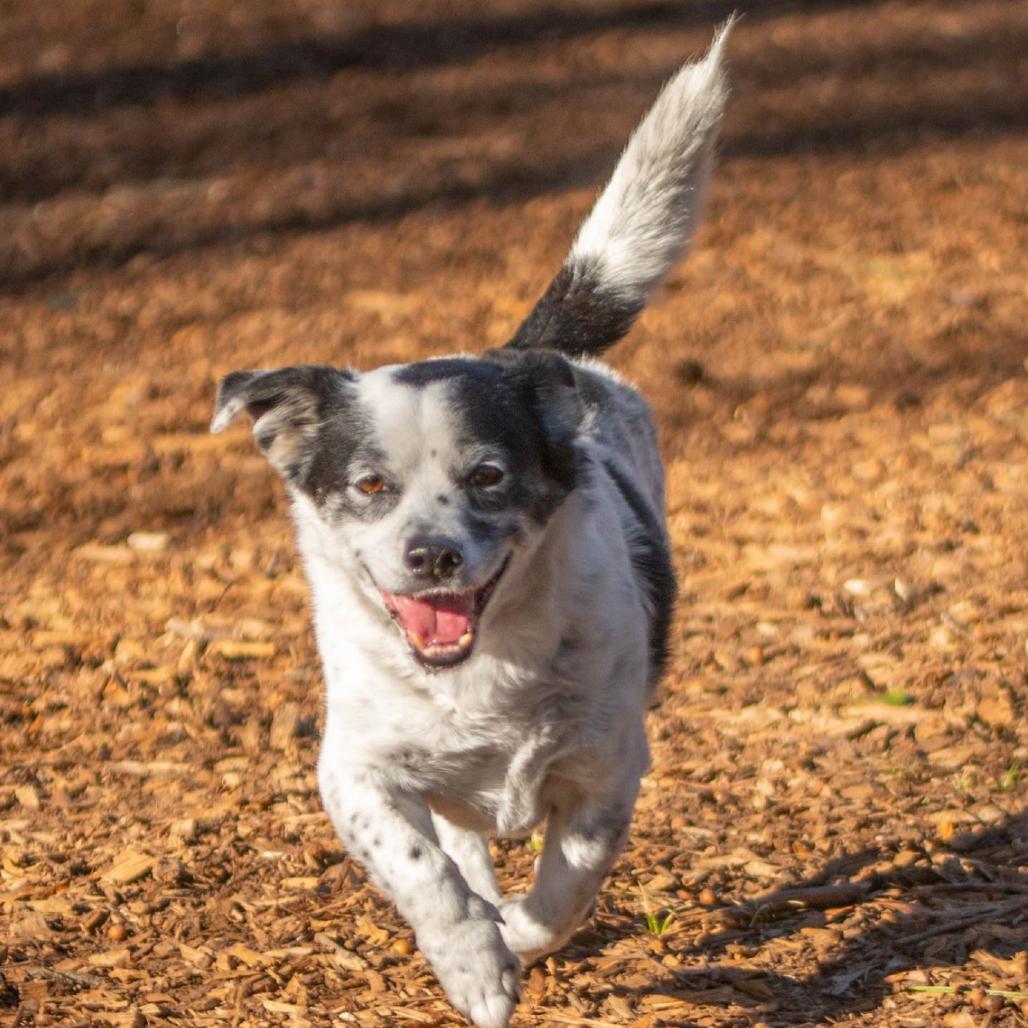 Dwight — thumbnail 6