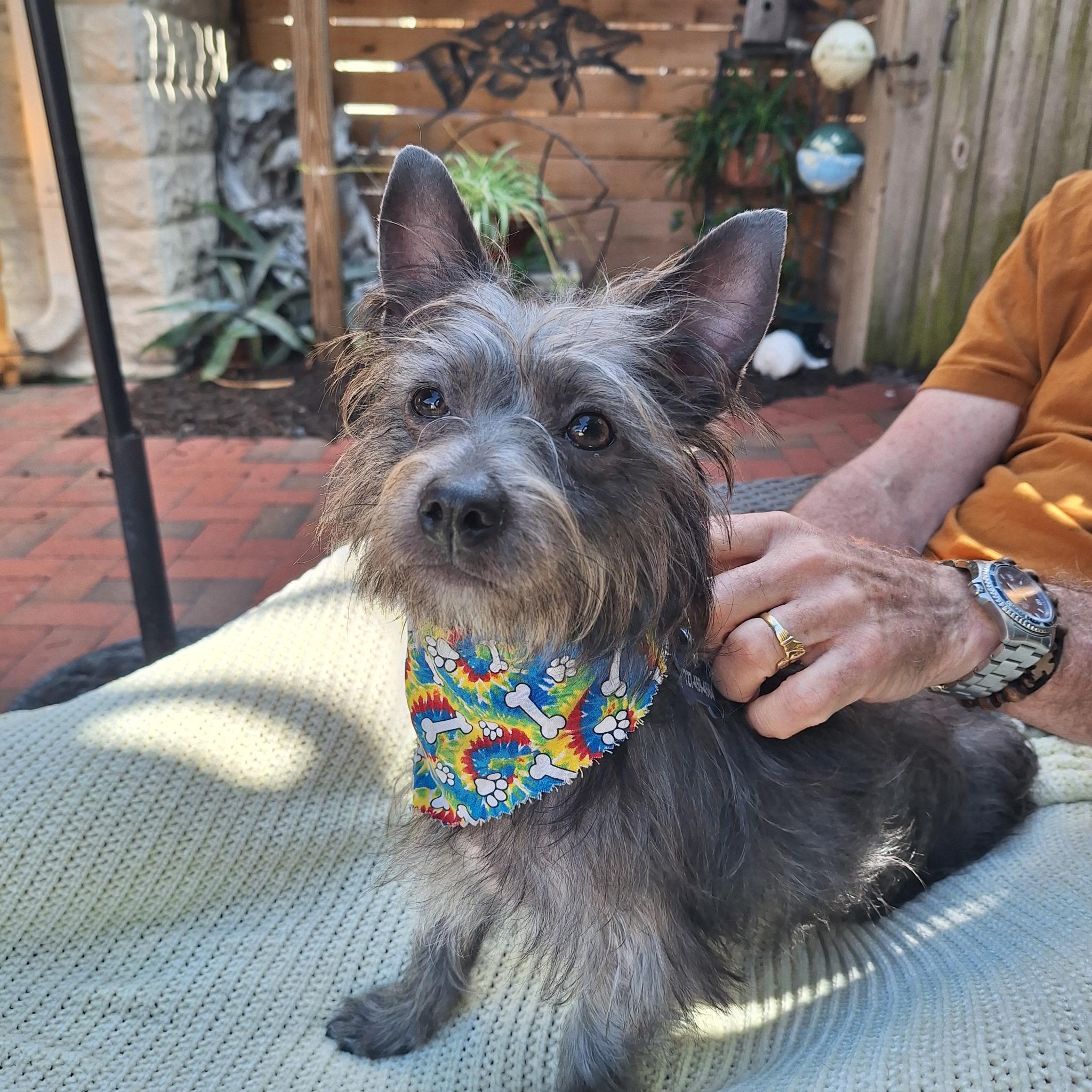 Dodie, a Adoptable Cairn Terrier in St. Petersburg, FL image 1/6