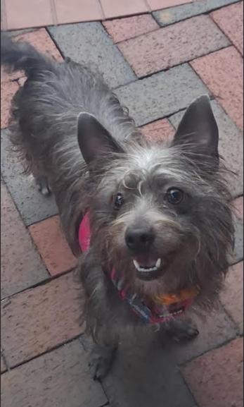 Dodie, a Adoptable Cairn Terrier in St. Petersburg, FL image 6/6