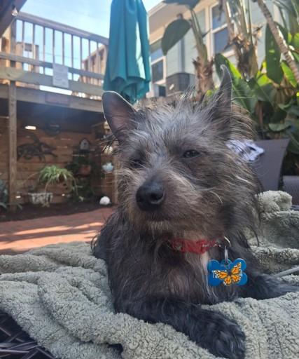 Dodie, a Adoptable Cairn Terrier in St. Petersburg, FL image 3/6