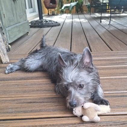 Dodie, a Adoptable Cairn Terrier in St. Petersburg, FL image 5/6