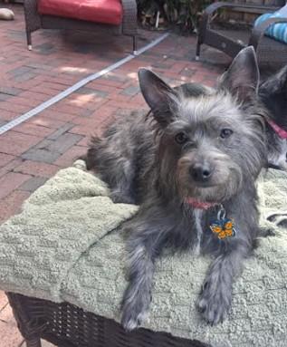 Dodie, a Adoptable Cairn Terrier in St. Petersburg, FL image 2/6
