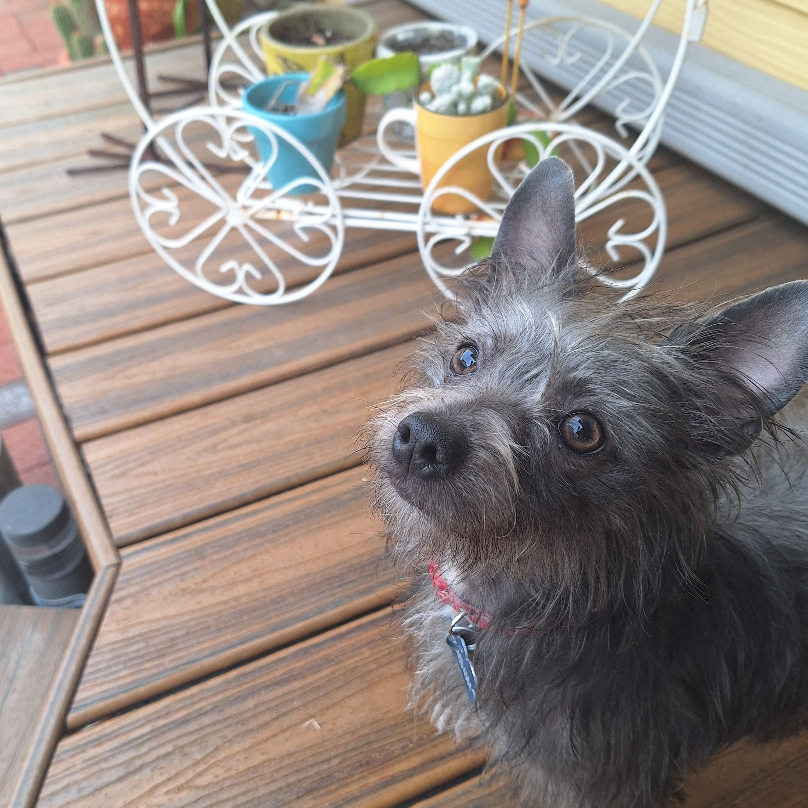 Dodie, a Adoptable Cairn Terrier in St. Petersburg, FL image 4/6