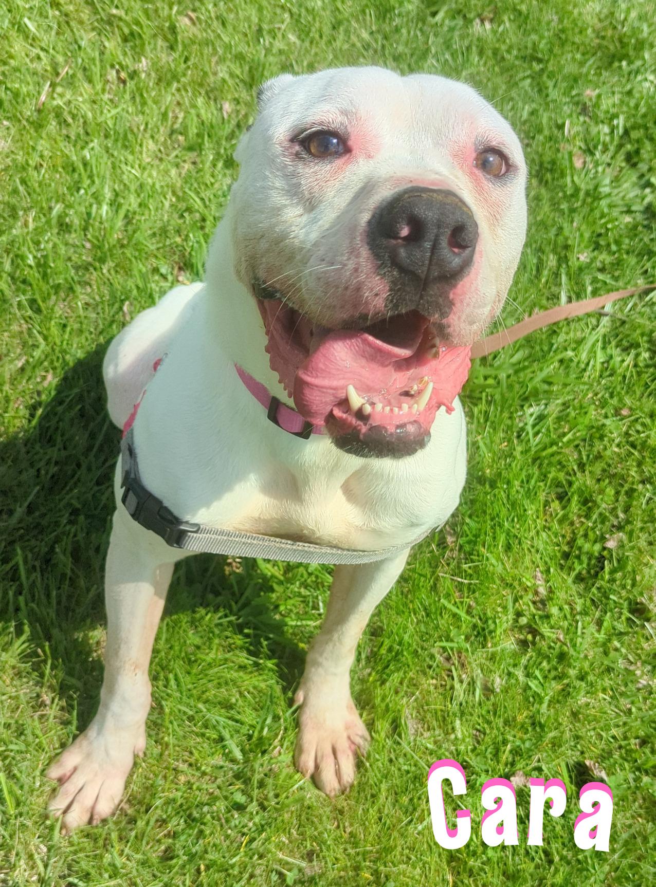 Cara, a ADOPTABLE mixed breed in Valparaiso, IN image 1/2