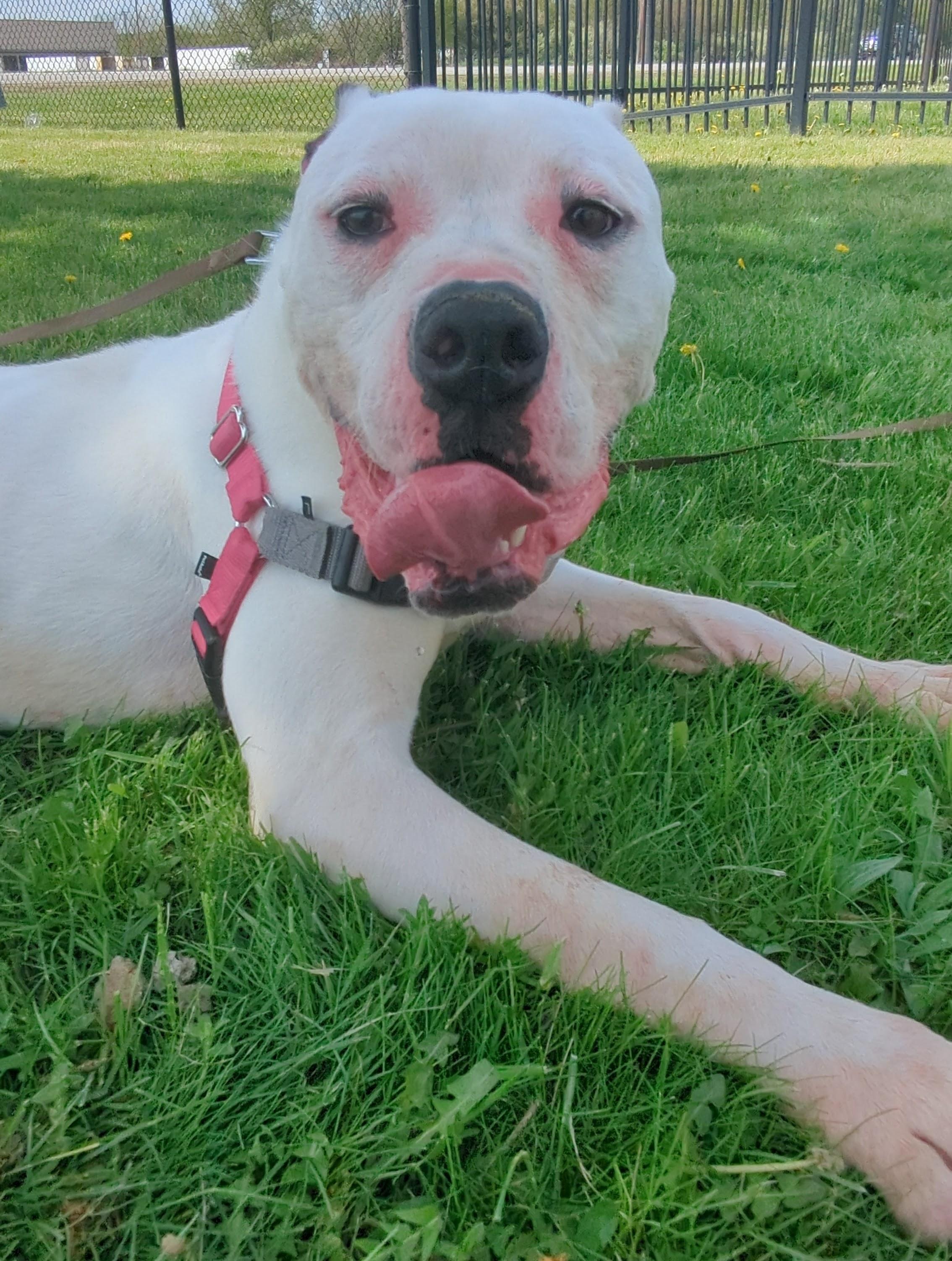 Cara, a ADOPTABLE mixed breed in Valparaiso, IN image 2/2