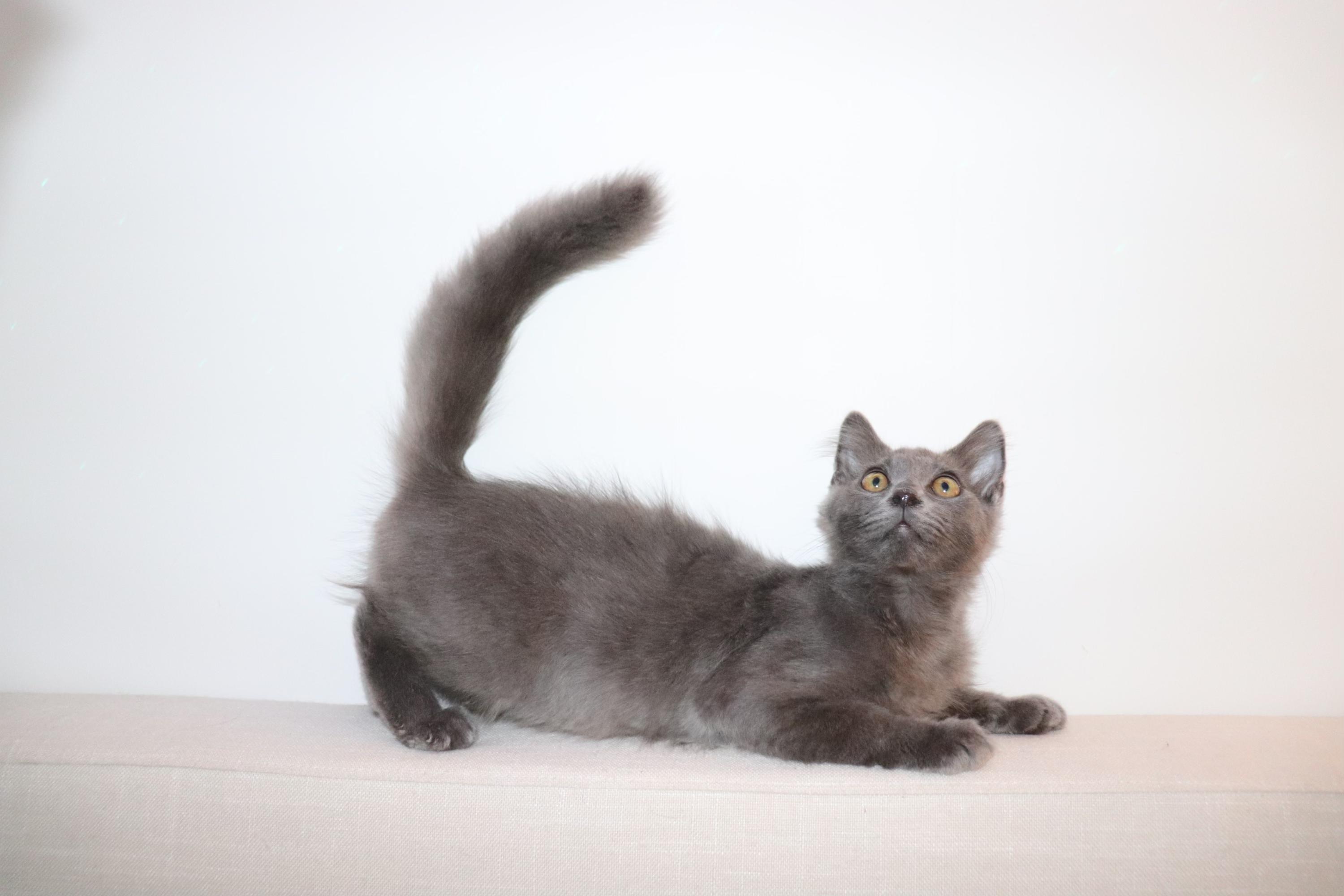 Jeremiah, a Adoptable Domestic Long Hair in San Diego, CA image 2/2
