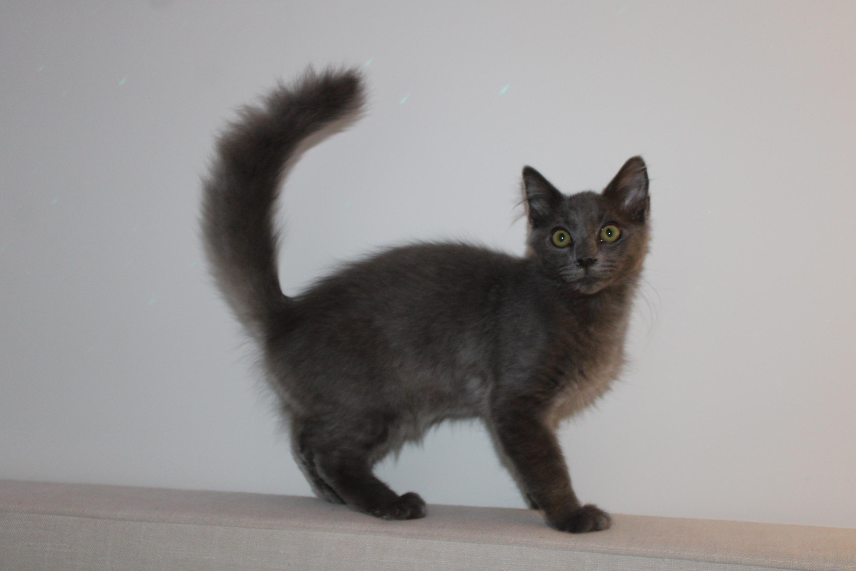 Jeremiah, a Adoptable Domestic Long Hair in San Diego, CA image 1/2