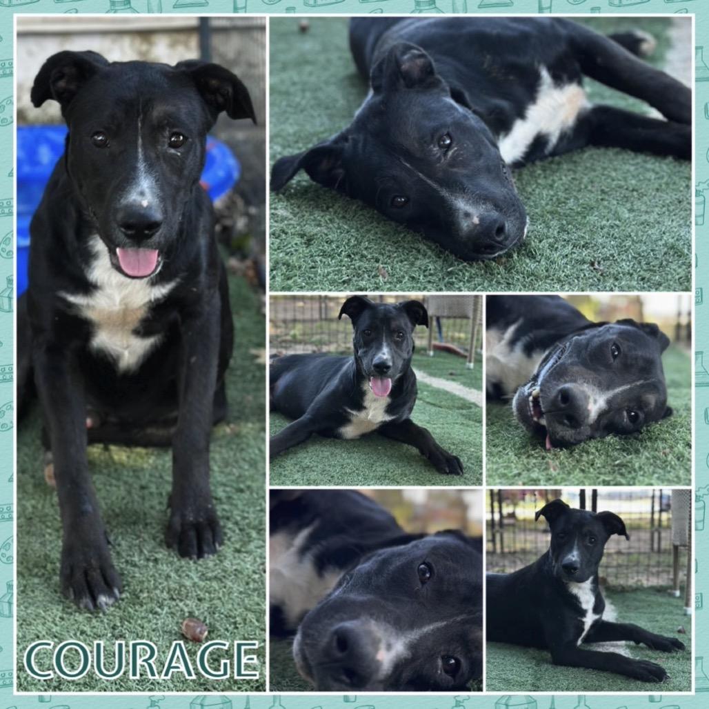 Enlarge Courage, a Adoptable mixed breed in Fort Smith, AR image 1/2