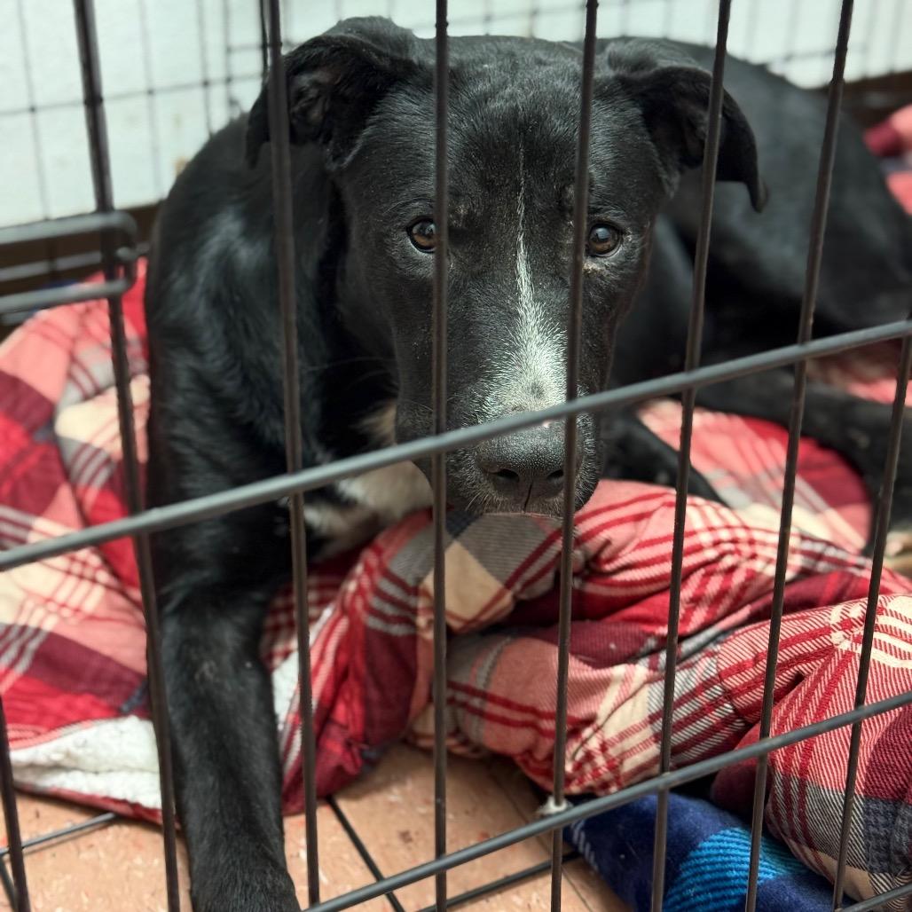 Enlarge Courage, a Adoptable mixed breed in Fort Smith, AR image 2/2