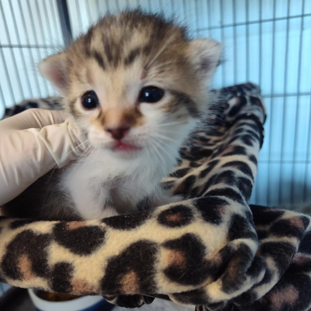 Salt (26-2102), Adoptable, Kitten Male Domestic Short Hair.