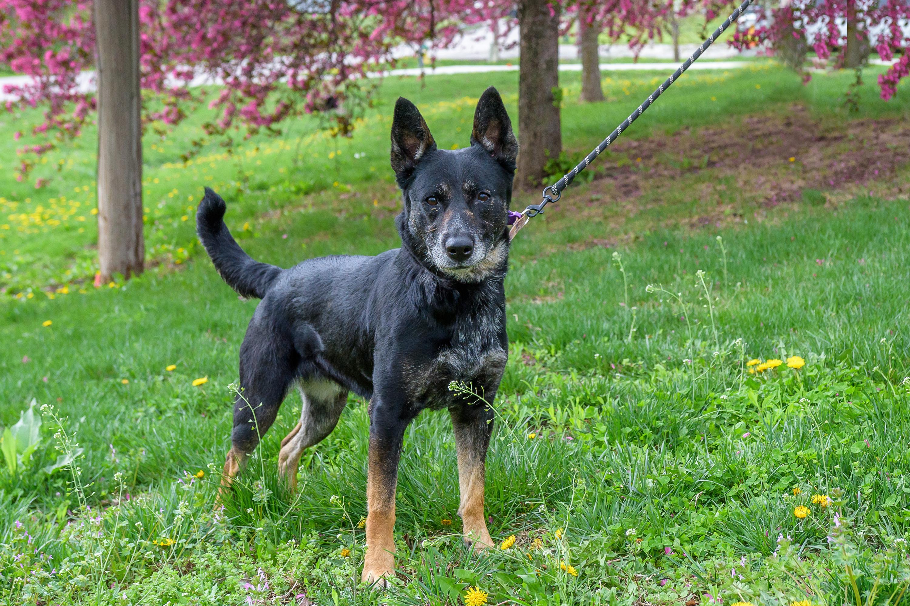 Enlarge Eureka, a ADOPTABLE mixed breed in Blair, NE image 2/5