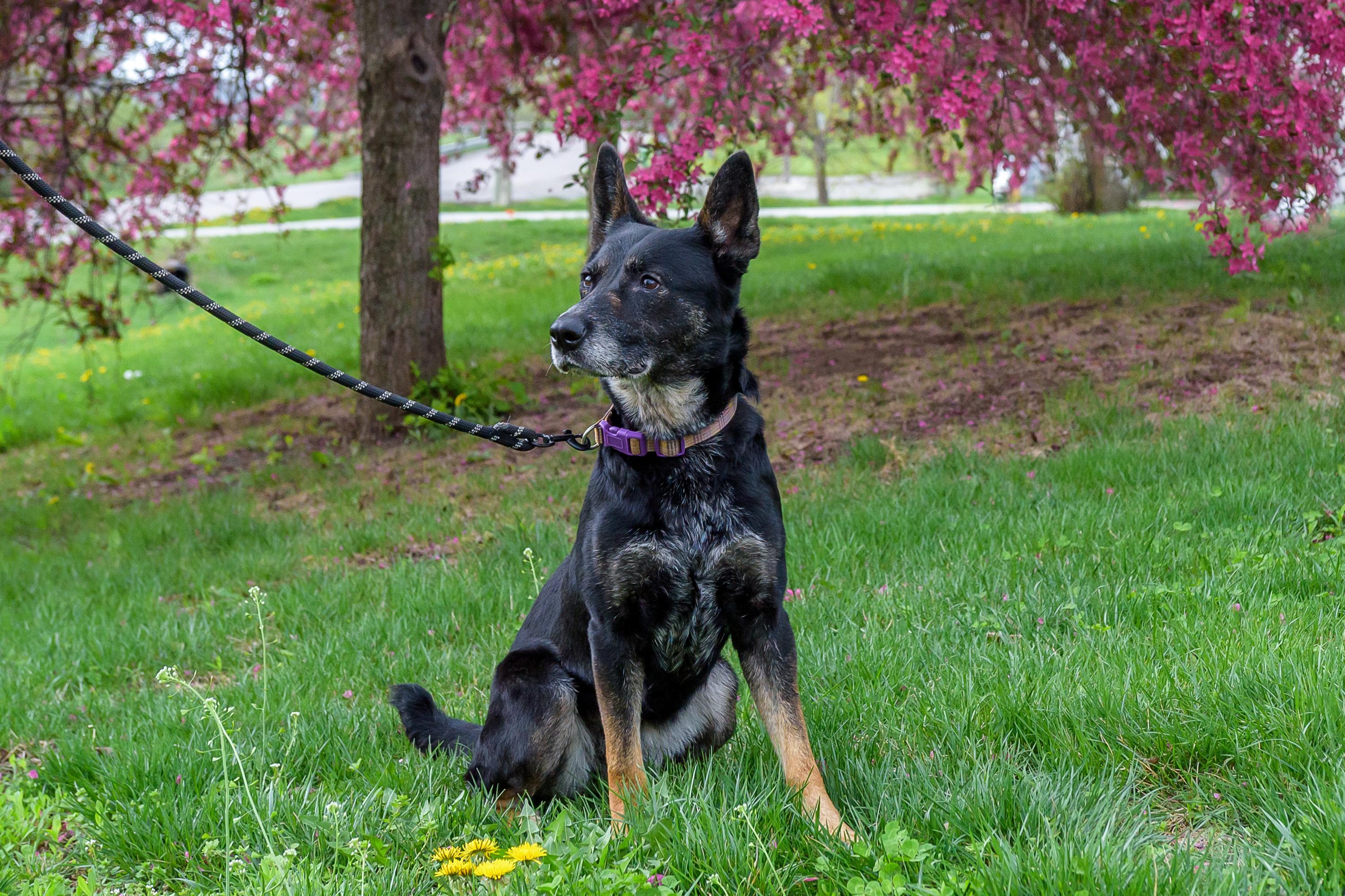 Enlarge Eureka, a ADOPTABLE mixed breed in Blair, NE image 5/5